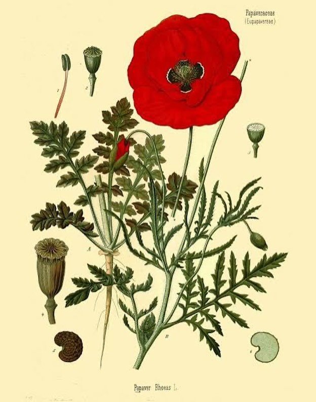 ✨

&lsquo; In Flanders Fields &lsquo;

In Flanders fields the poppies blow
Between the crosses, row on row,
 That mark our place; and in the sky
  The larks, still bravely singing, fly
Scarce heard amid the guns below.

We are the Dead. Short days ag