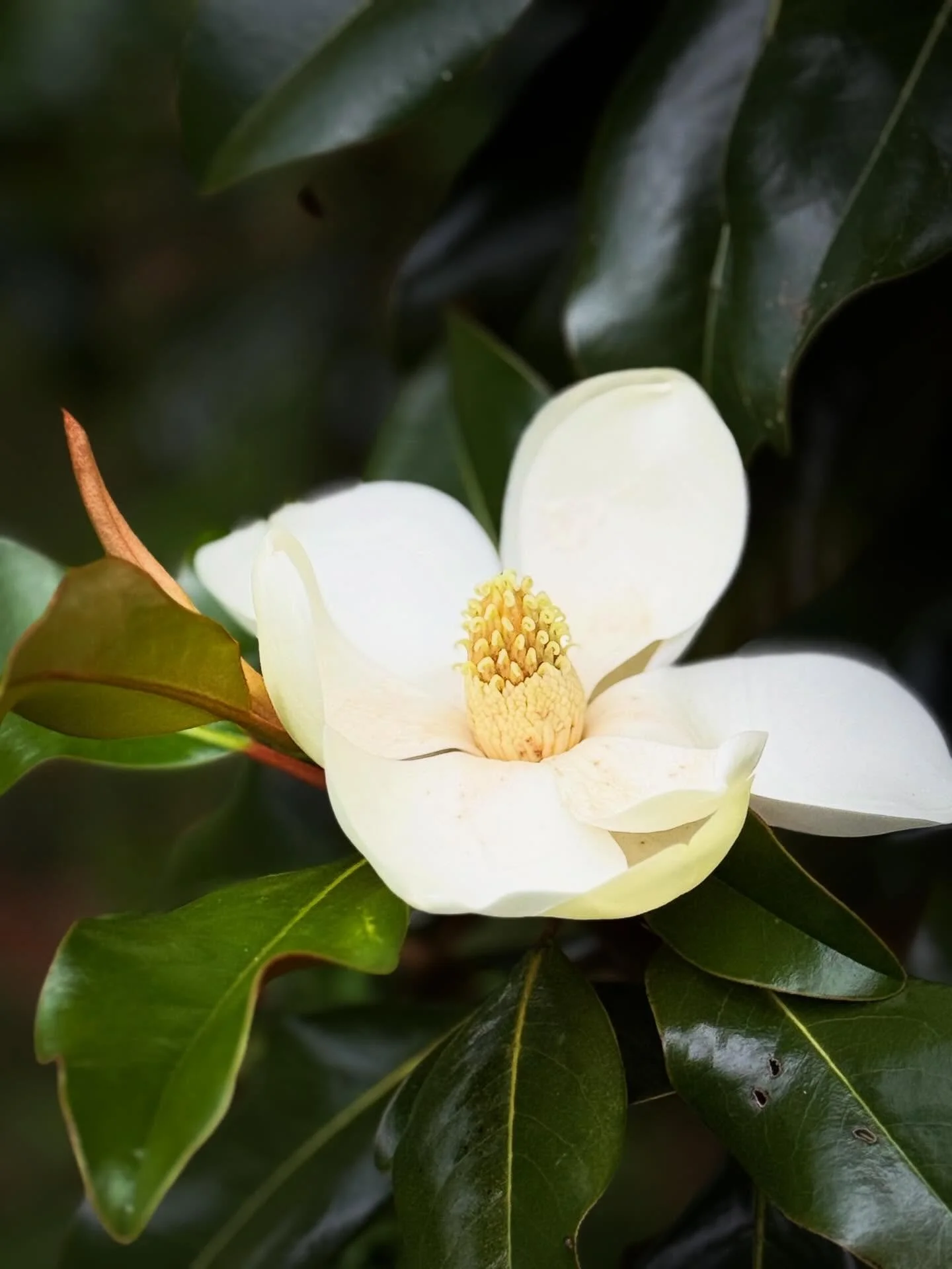 ✨

&ldquo; The claw of the magnolia, drunk on its own secrets, asks nothing of life. &ldquo; 

&mdash; Sylvia Plath

✨

#flourishroot #local #blooms #magnolia #sperryville