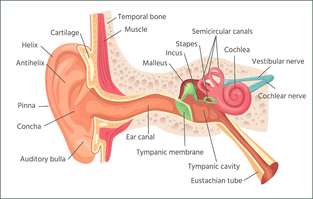 What Causes Tinnitus? Everything Made Simple in This Comprehensive Guide