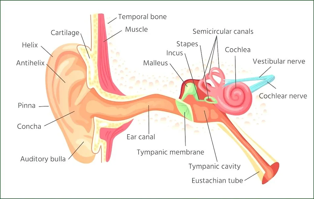 The Auditory System — Southern Vermont Audiology