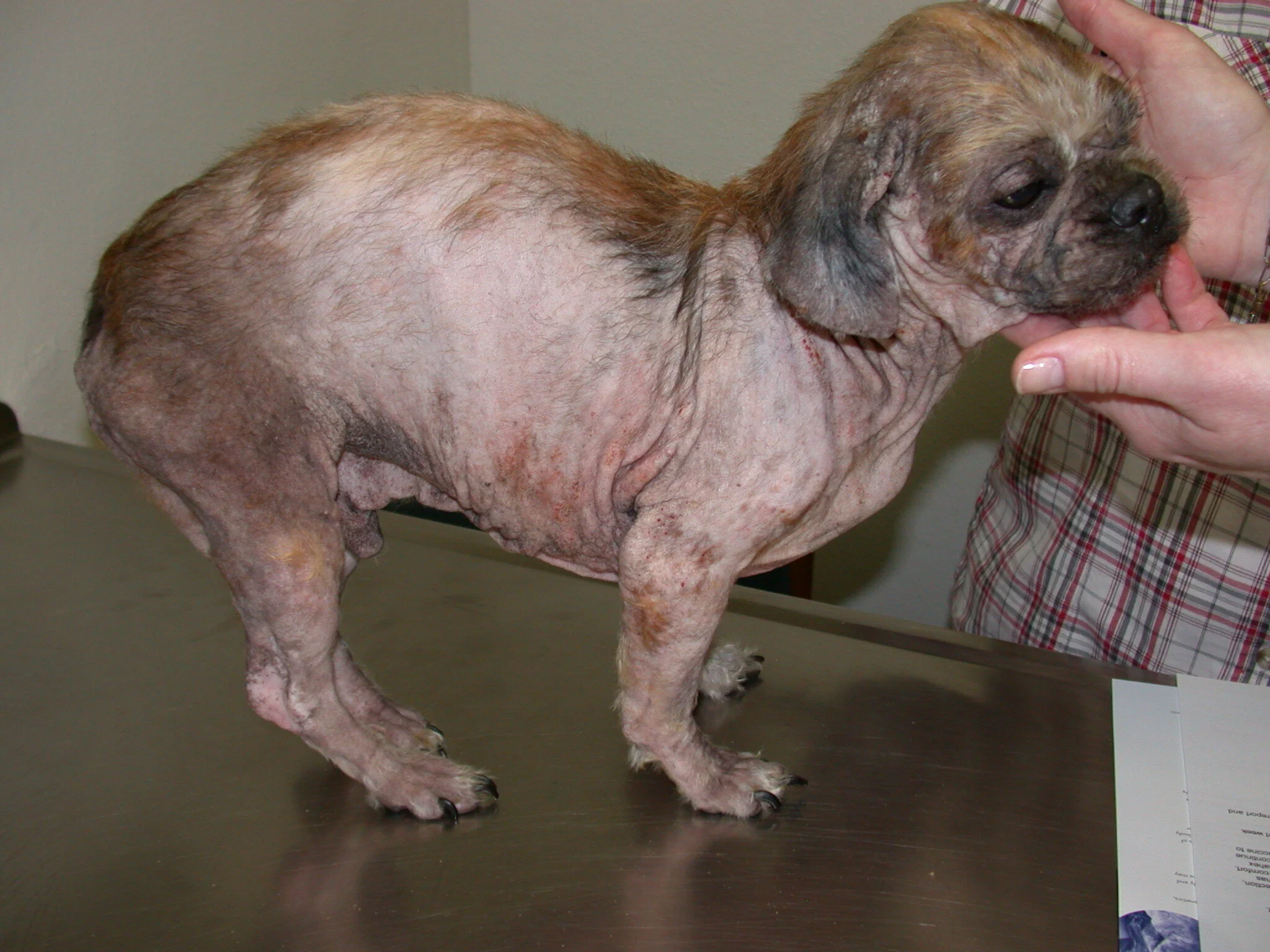 Allergy Injection Dog Cytopoint Injection Allergy Treatment