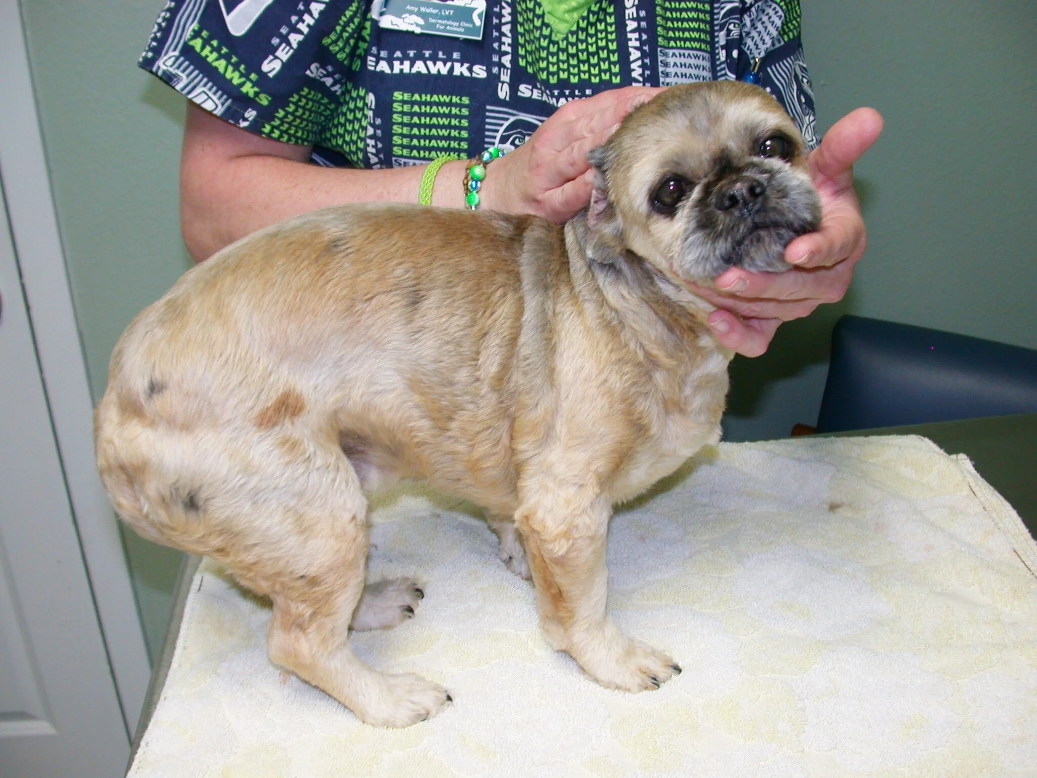 Do Allergy Shots Work For Dogs