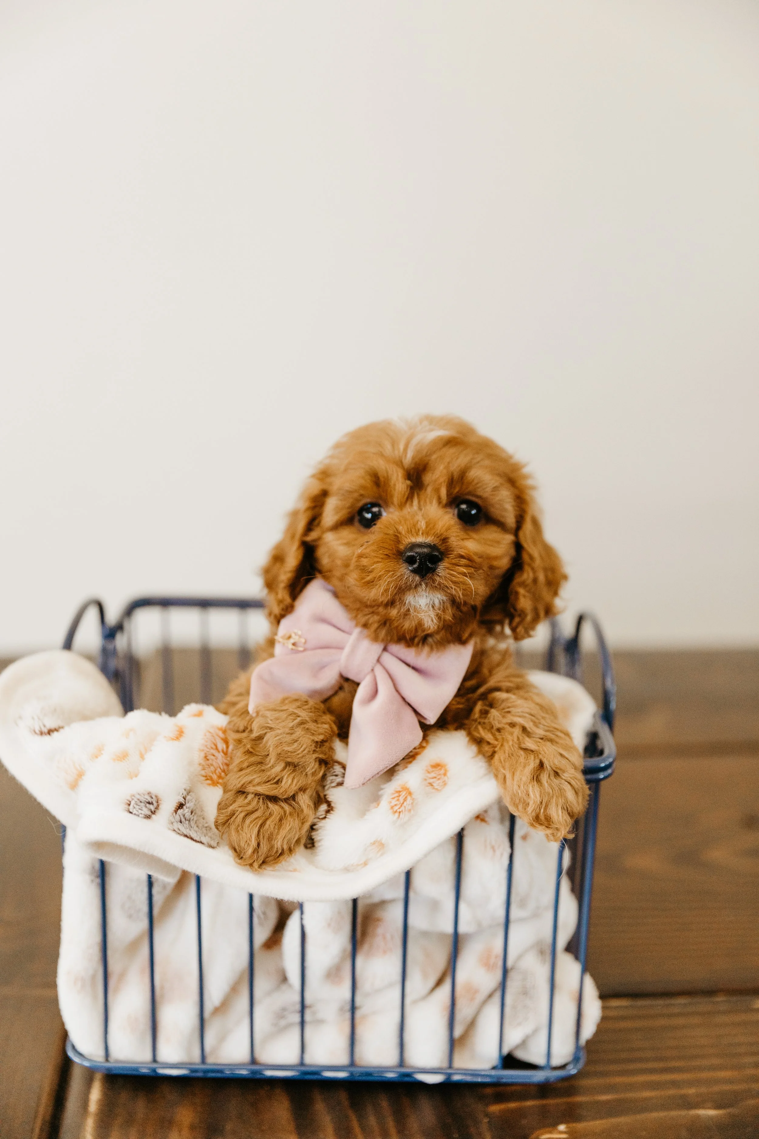 dogpics (8 of 37).jpg
