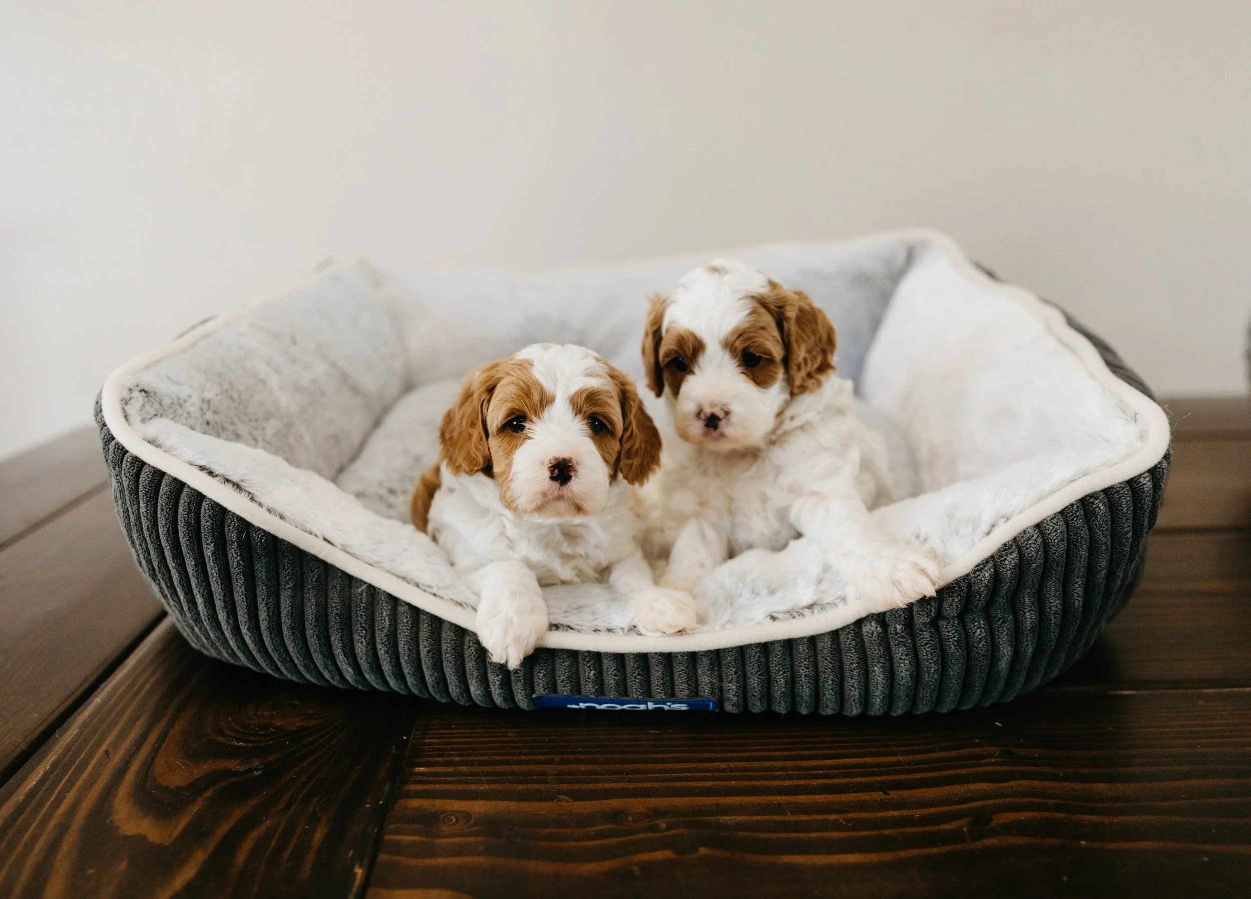 dogpics (33 of 37).jpg