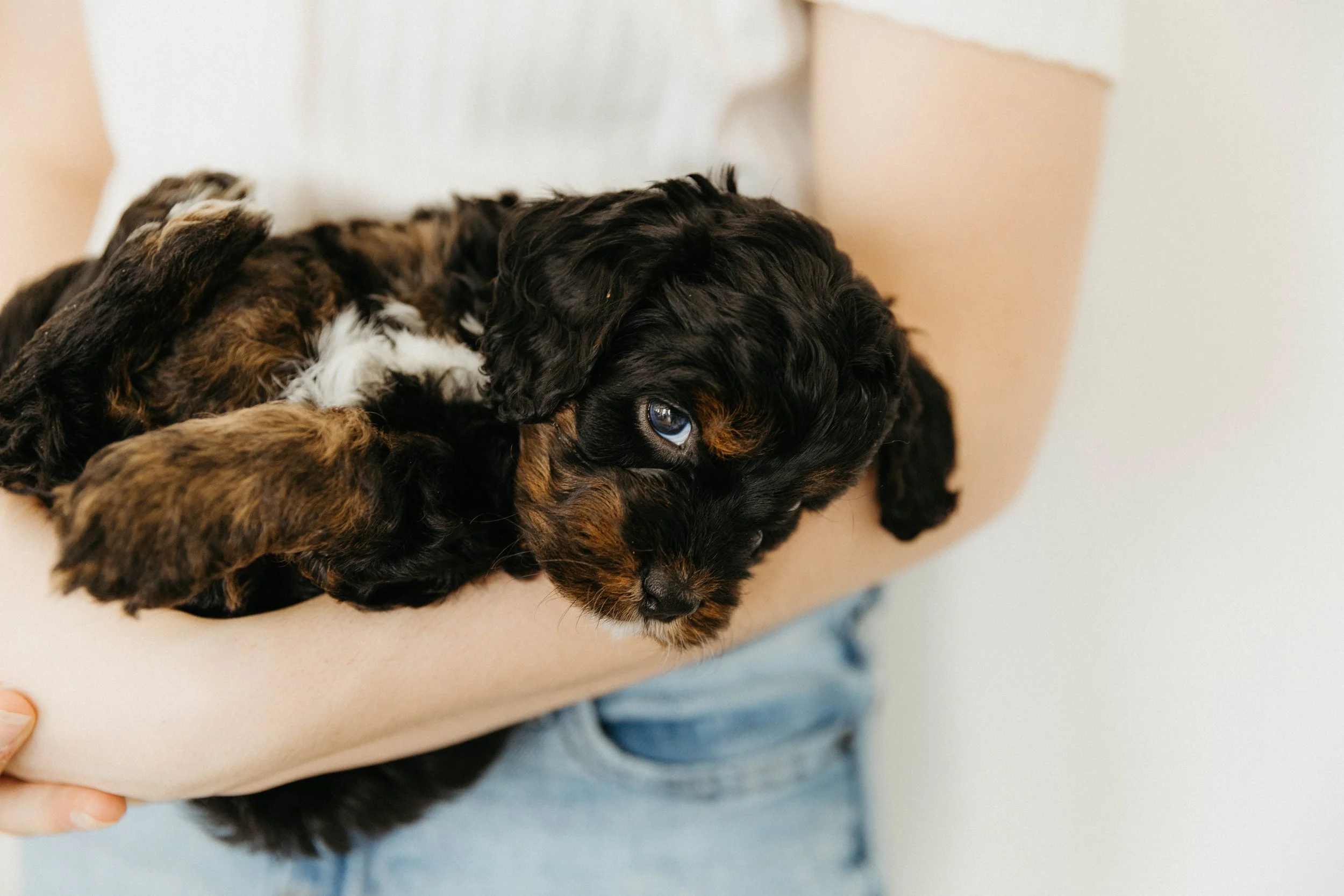 f1cavapoo (21 of 24).jpg