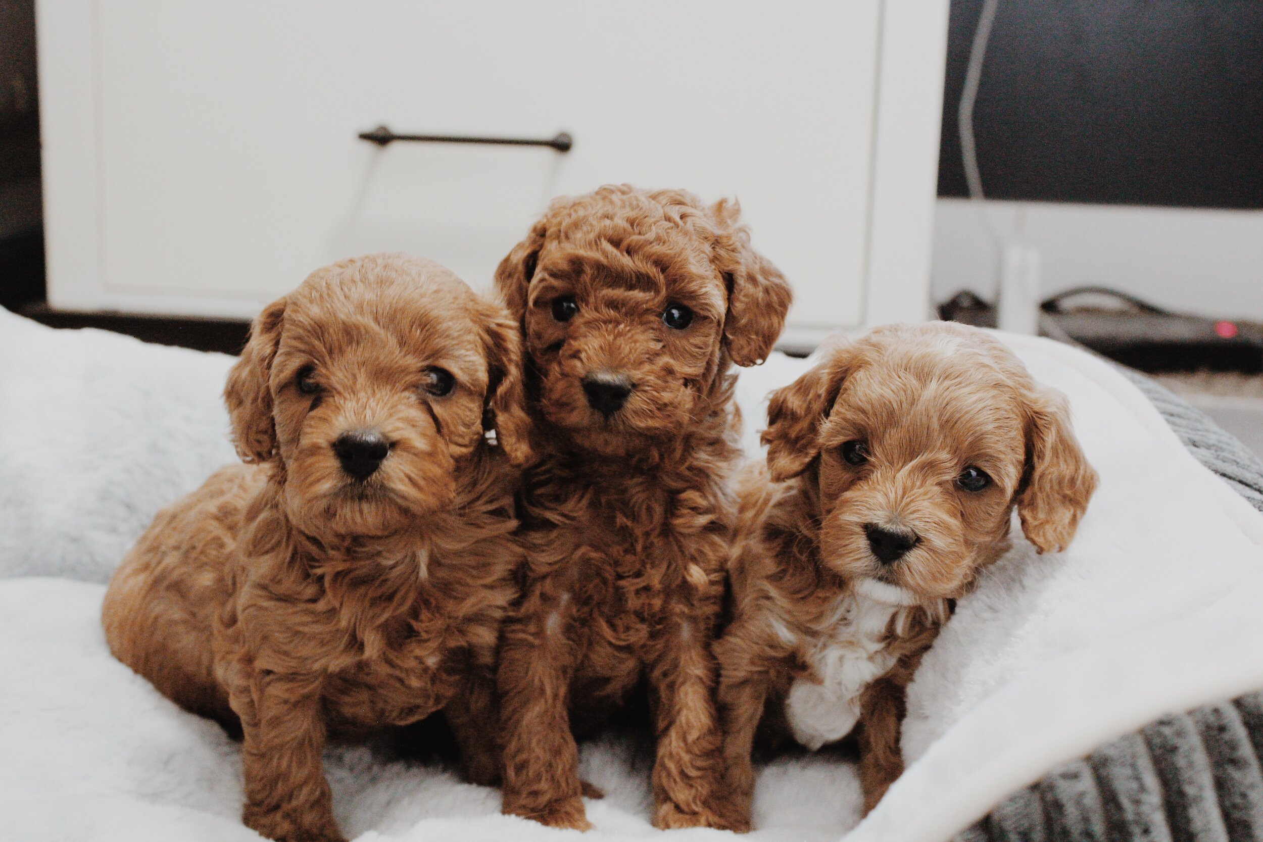 Cavapoos Grace S Puppies