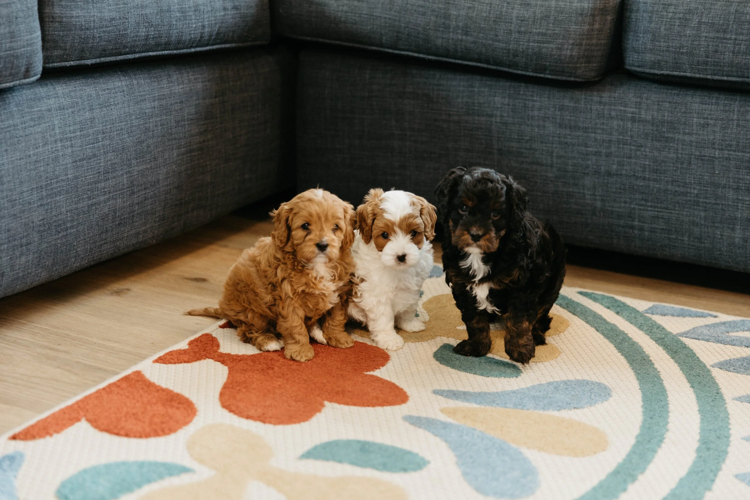 f1cavapoo (1 of 24).jpg
