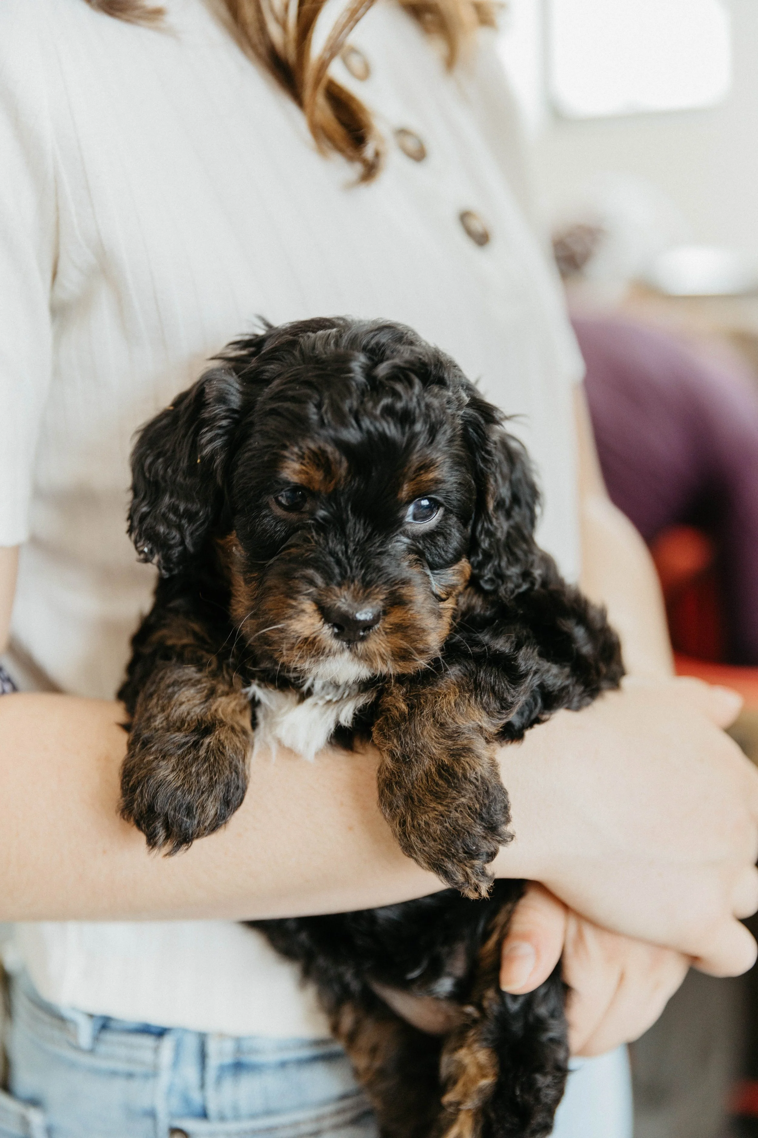 f1cavapoo (9 of 24).jpg