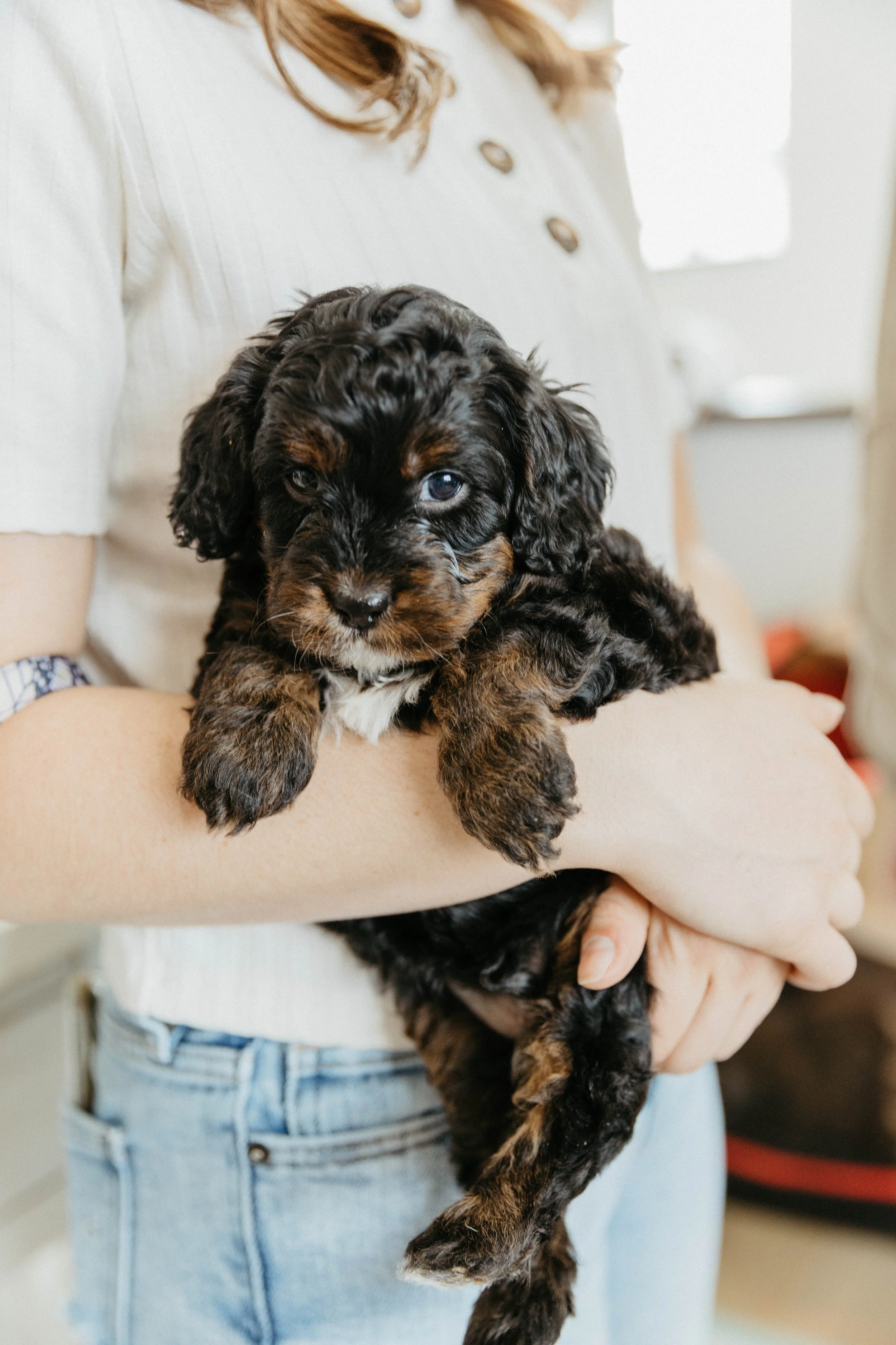 f1cavapoo (8 of 24).jpg
