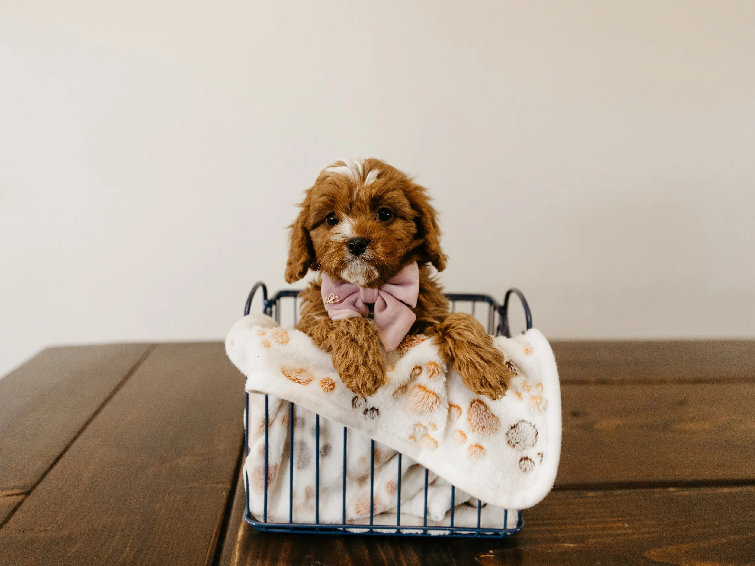 dogpics (13 of 37).jpg