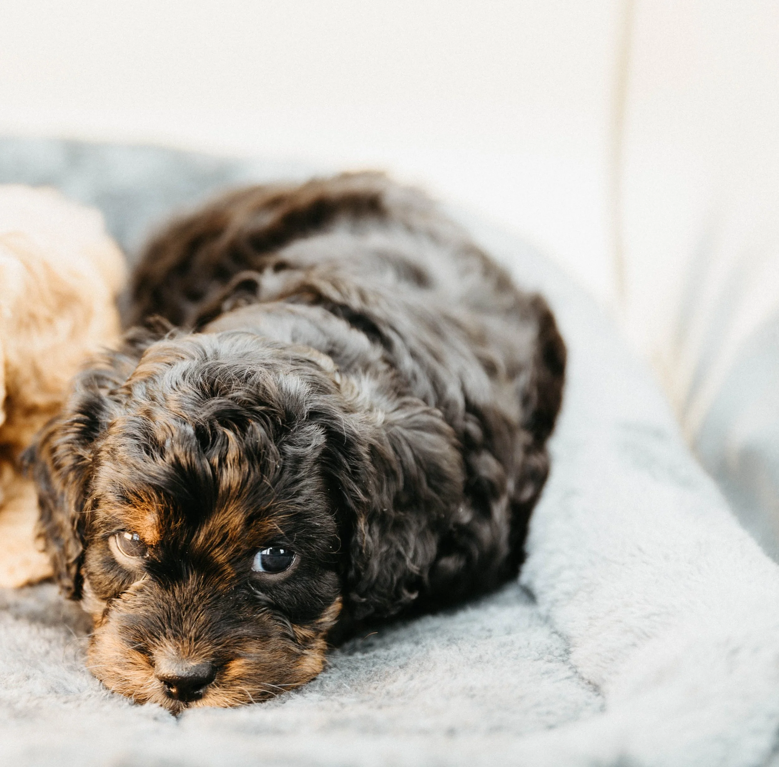 f1cavapoo (22 of 24).jpg