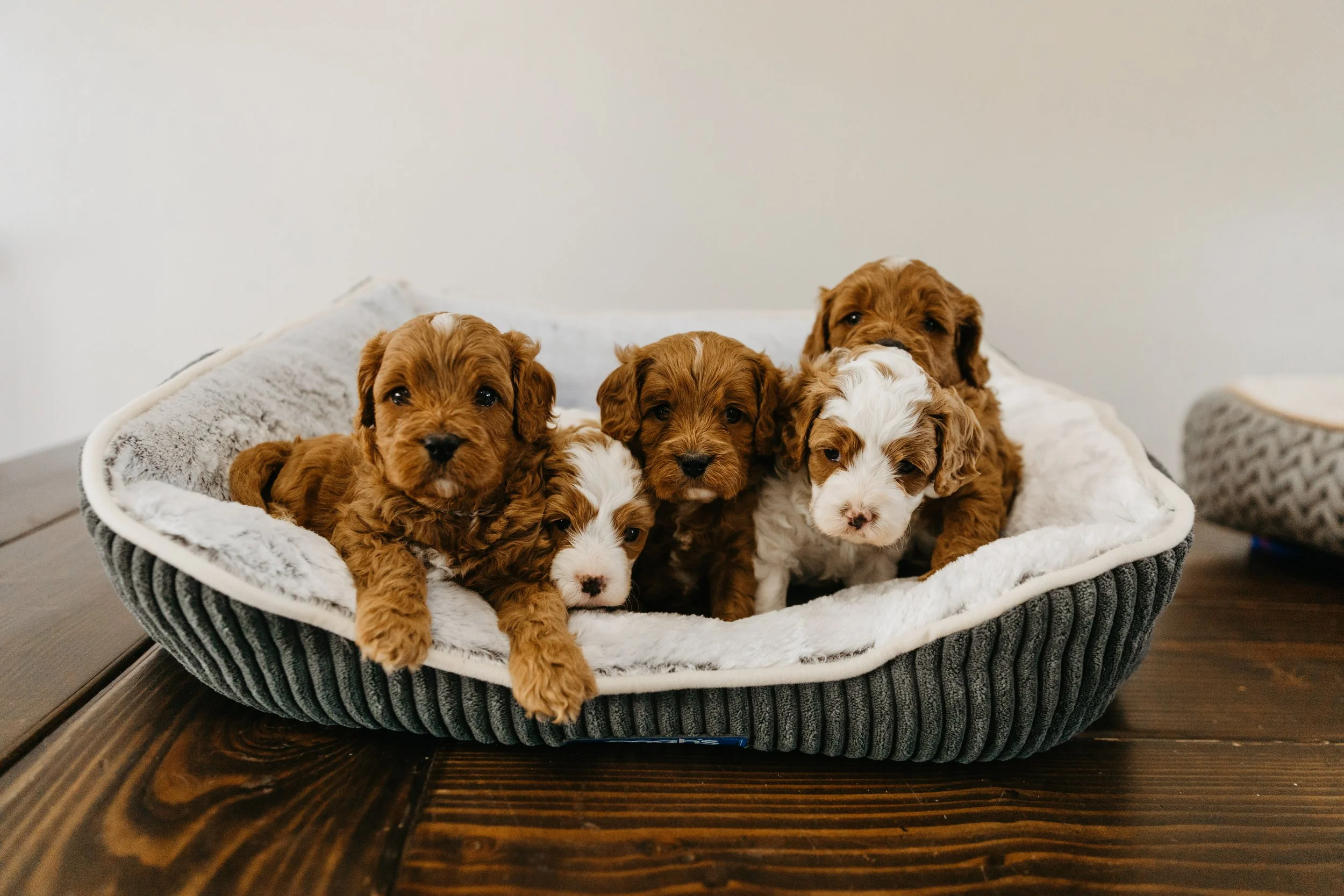 dogpics (28 of 37).jpg