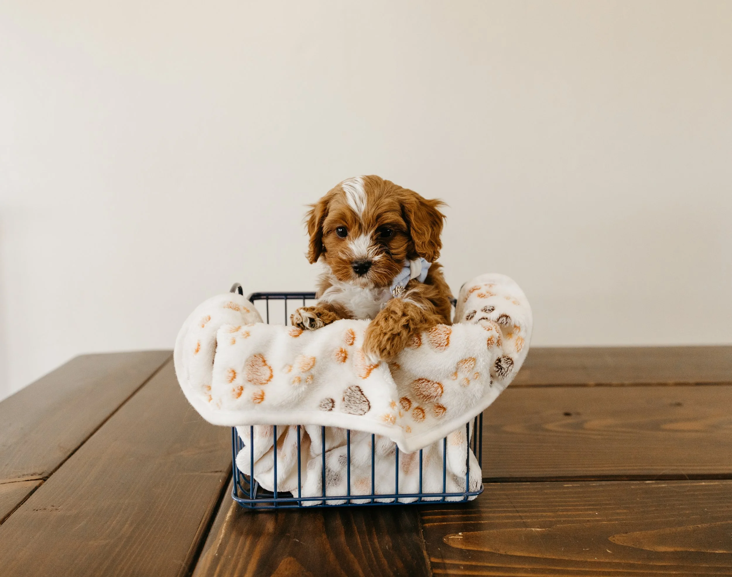 dogpics (4 of 37).jpg
