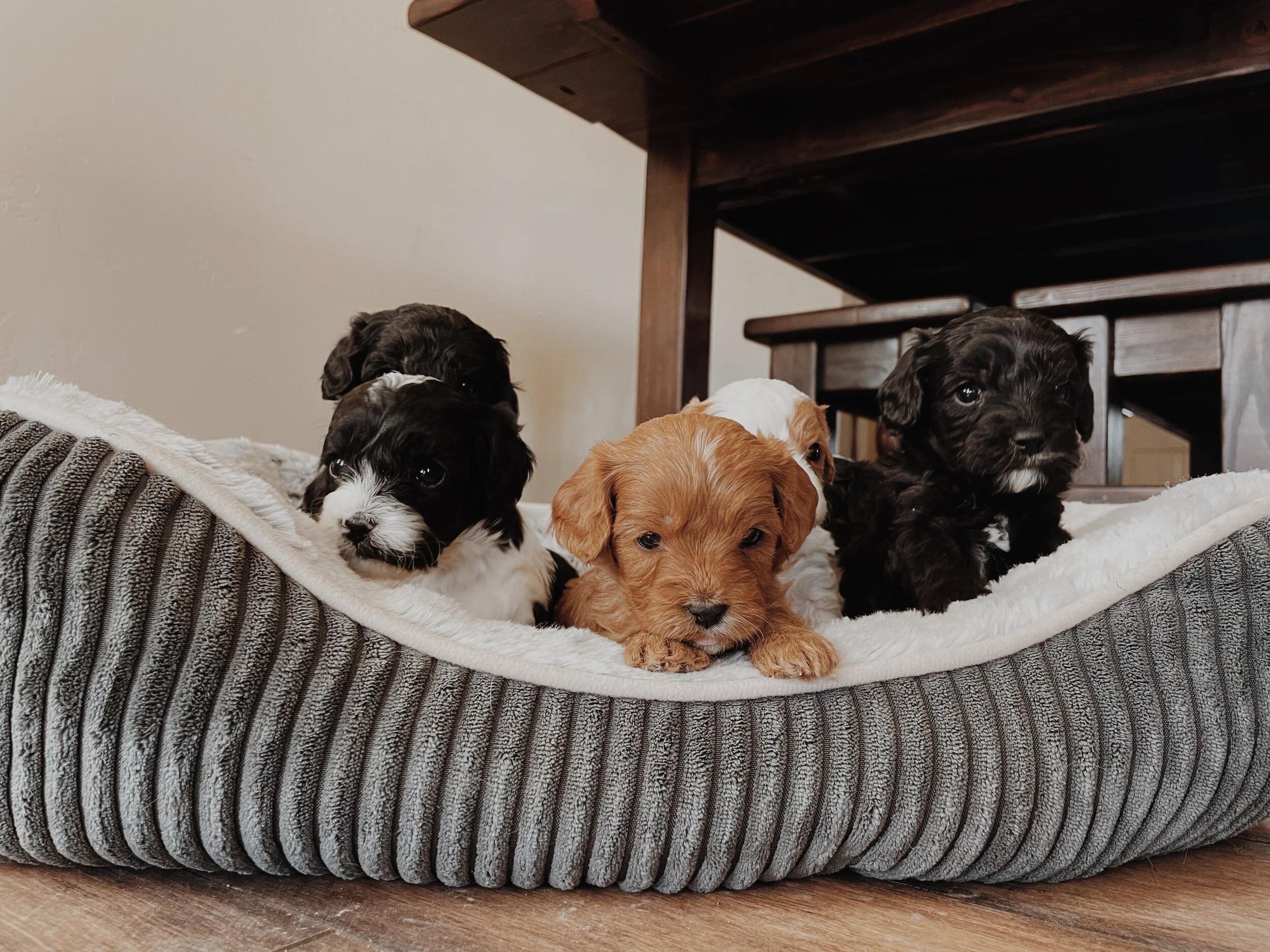 Choosing Day At Grace’s Puppies