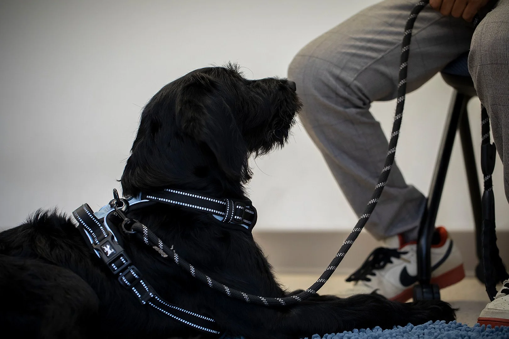 A black dog rests by a handlers feet while watching them.
