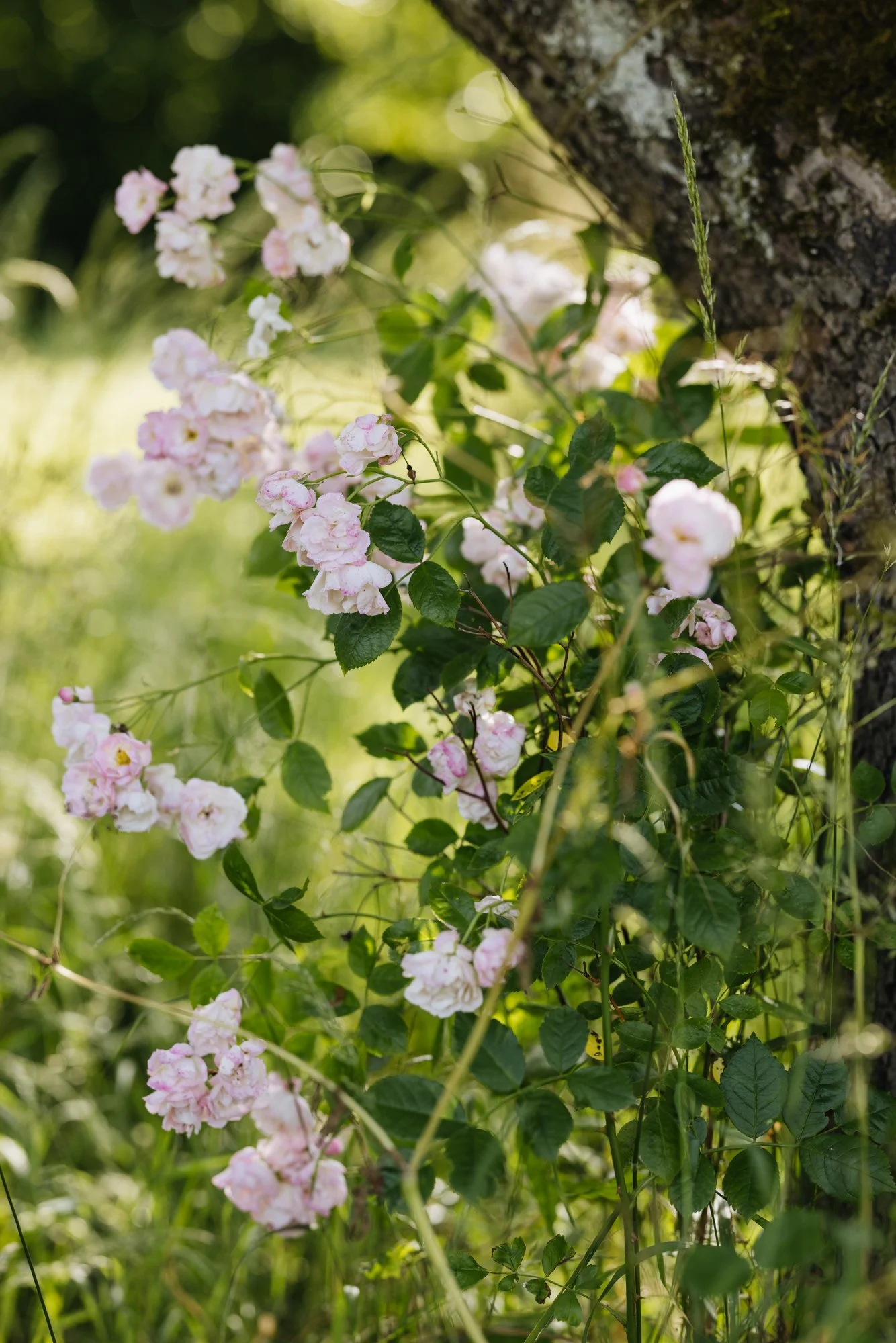 Climbing roses and encouraged to grow up the fruit trees in the orchard. 
Photo Eva Nemeth