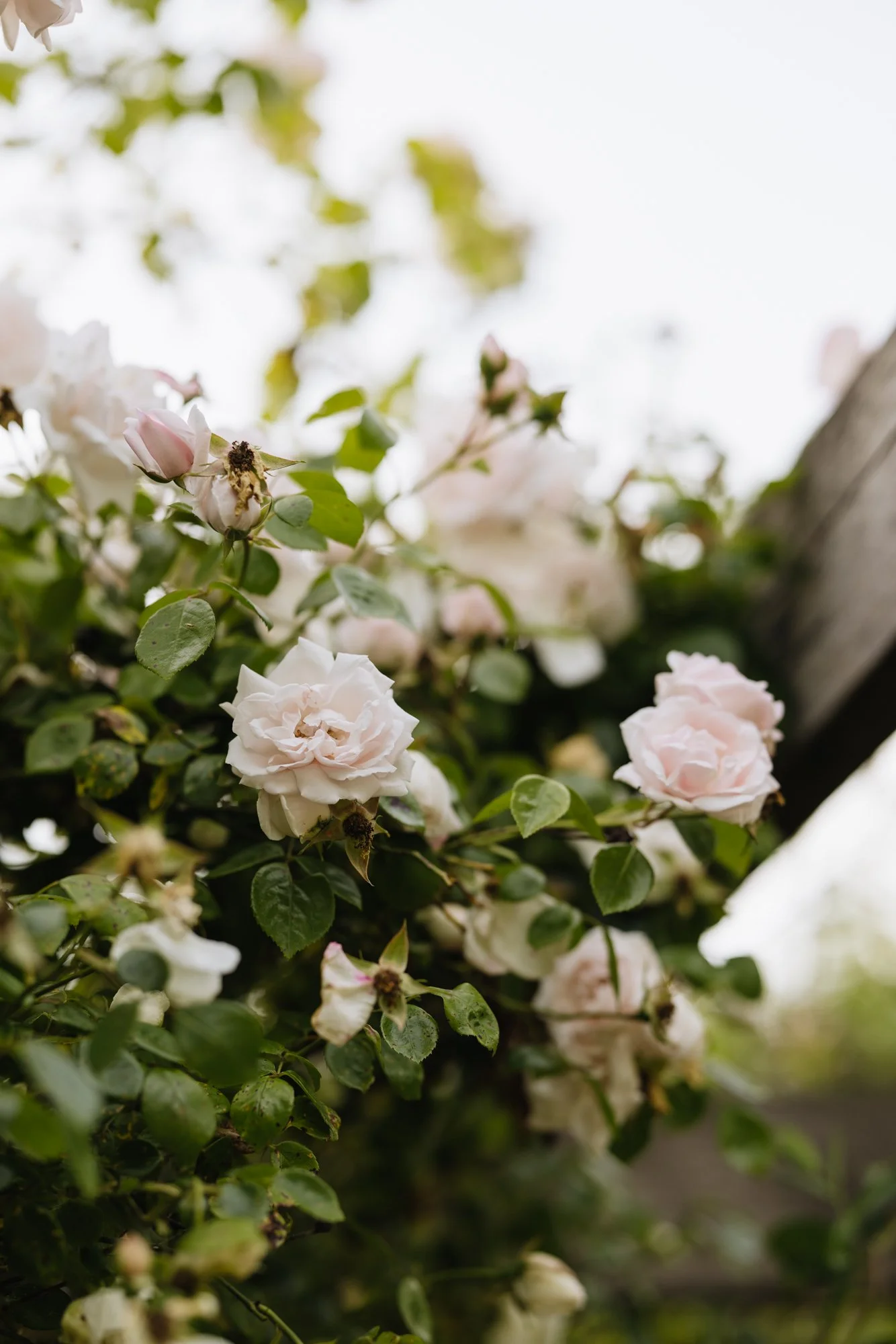 Repeat flowering rose New Dawn provides a light scent and pale pink blooms through out the summer months. 
Photo Eva Nemeth