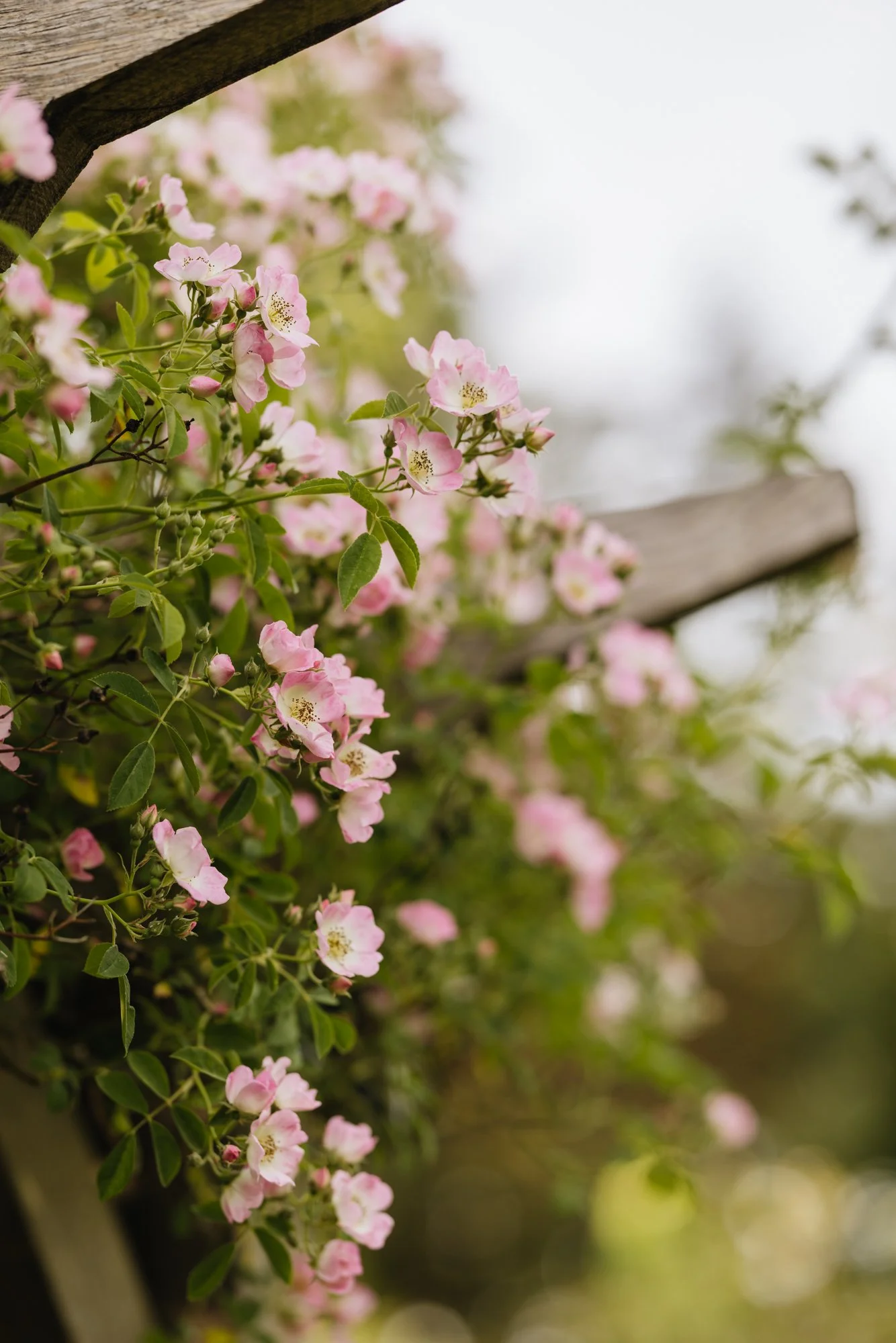 Climbing rose Kew Rambler has single blooms to attract bees and pollinators to the garden. 
Photo Eva Nemeth