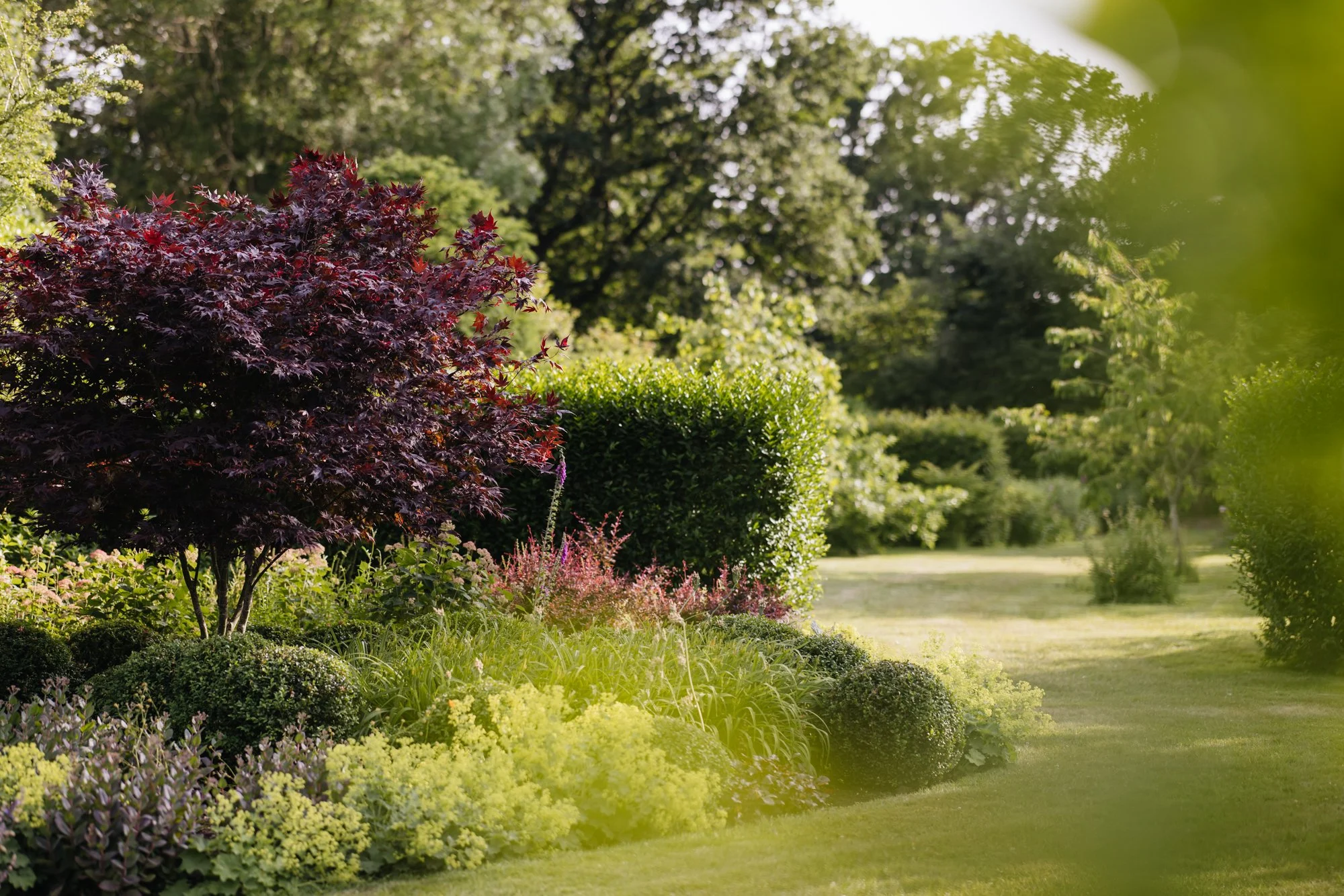 A multistem acer ties in with the berberis in the beds in the main garden. 
Photo Eva Nemeth