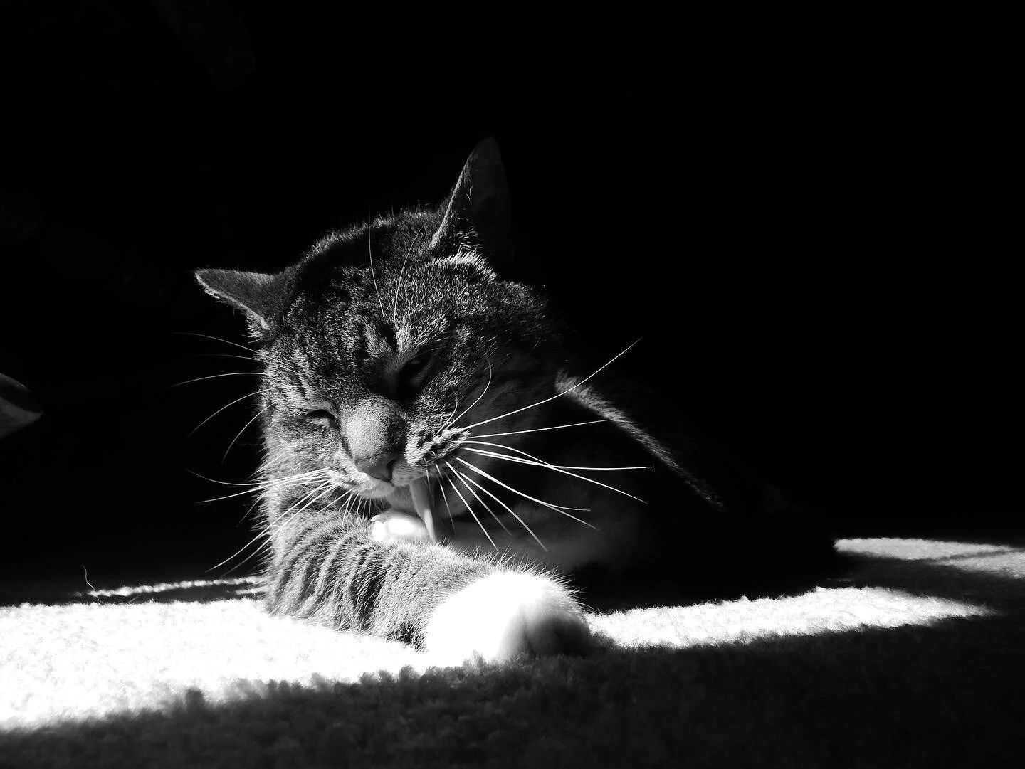 Mario and Peach

These pictures are from a a photoshoot I had with my cats. One of my cats was laying in a sunspot. I thought this was the perfect lighting and opportunity to take pictures of them. I ran into my room and grabbed my Nikon CoolPix L830