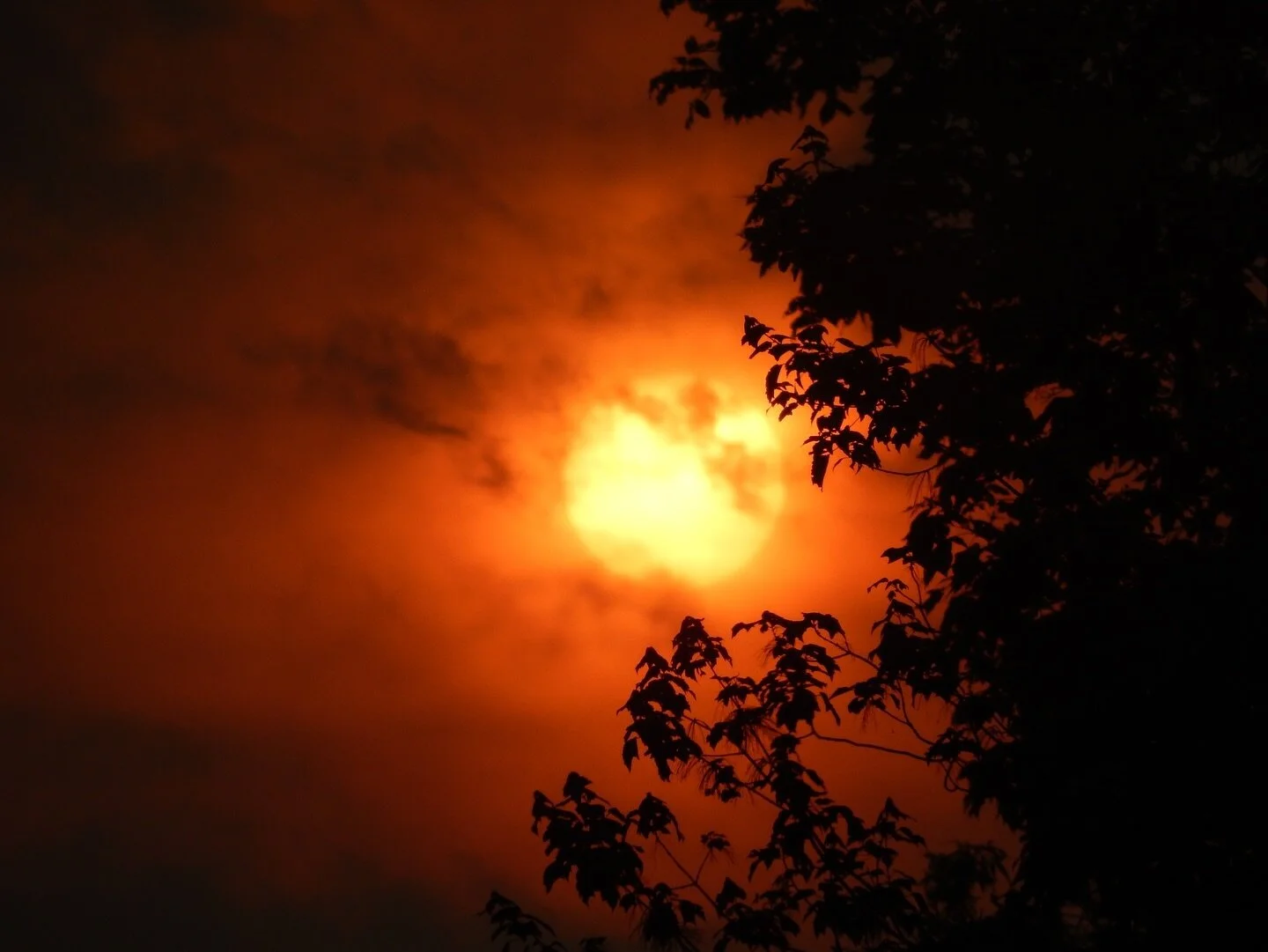 Sunset

This is one of my favorite photos I've ever taken. I saw that the sun was setting so I ran into my room and grabbed my Nikon CoolPix L830. I loved how the sun was right in between the tree, but not too far in that you wouldn't be able to see 