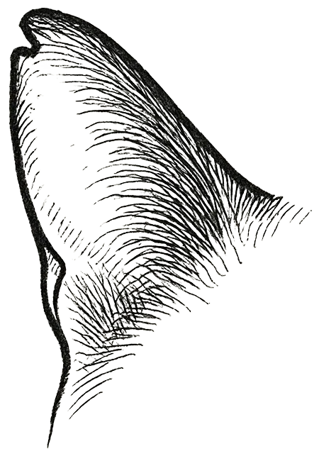 Blackberry the Cat, the legend forever