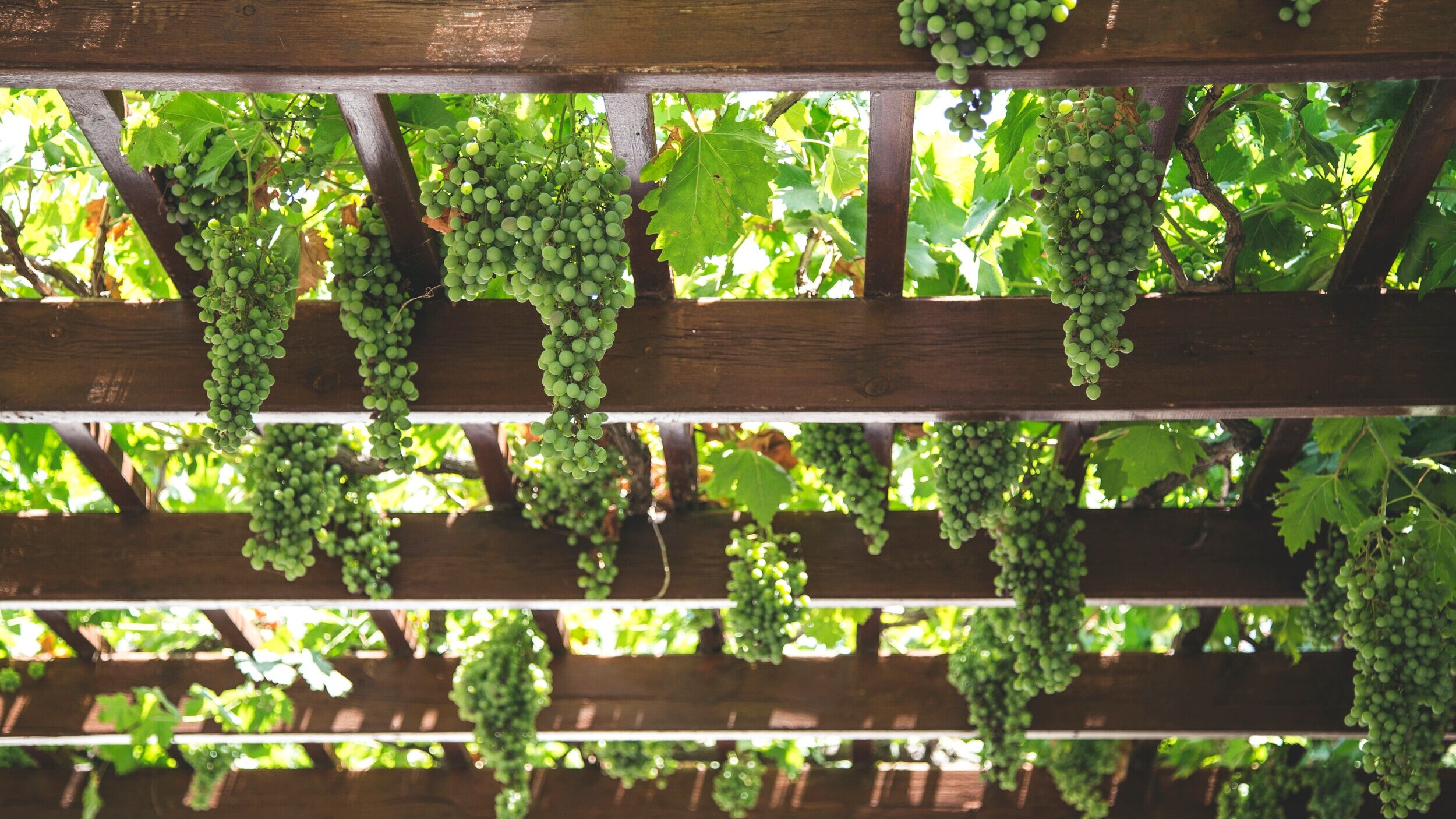 European Wine Cheat Sheet
