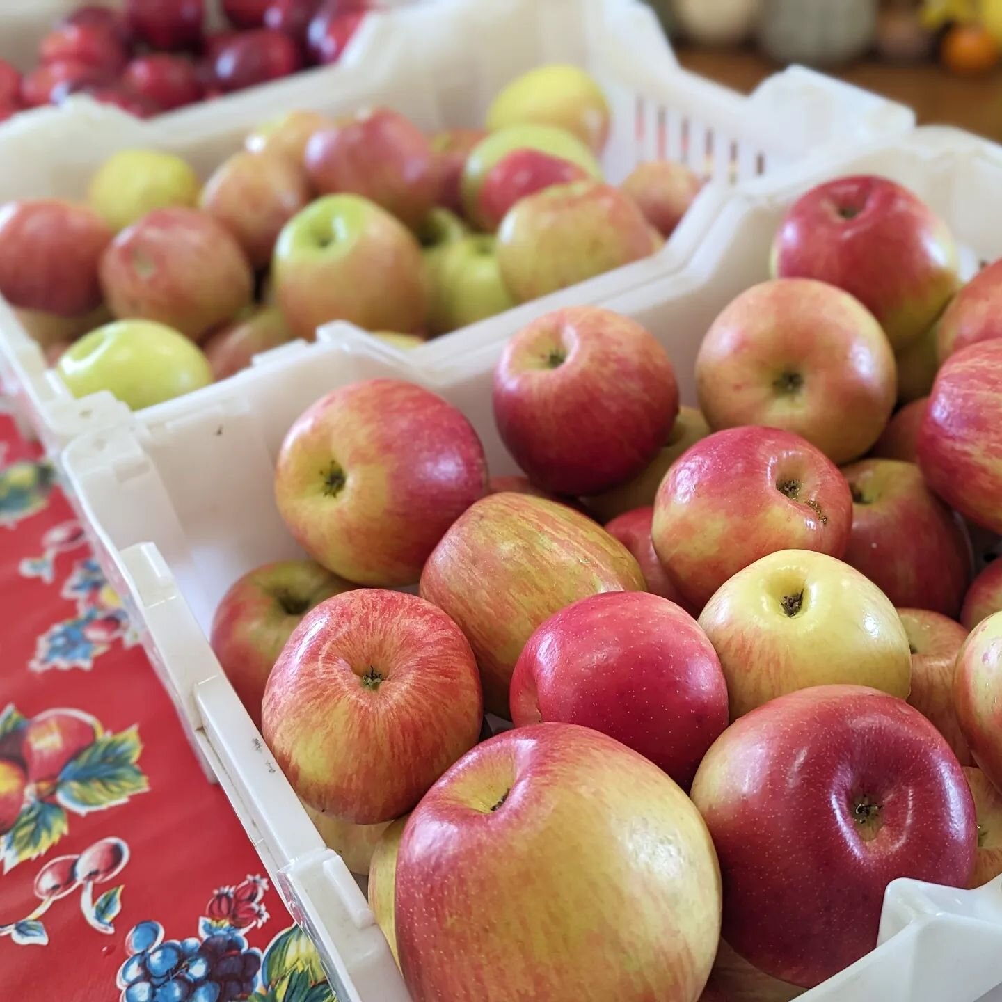 Did you know you can place an order for a large quantity of #1 apples and get a discount? Get 20 pounds or more for just $1.80/lb (excludes Honeycrisp and any varieties in short supply). Currently we have a lot of Gravensteins available for orders&md