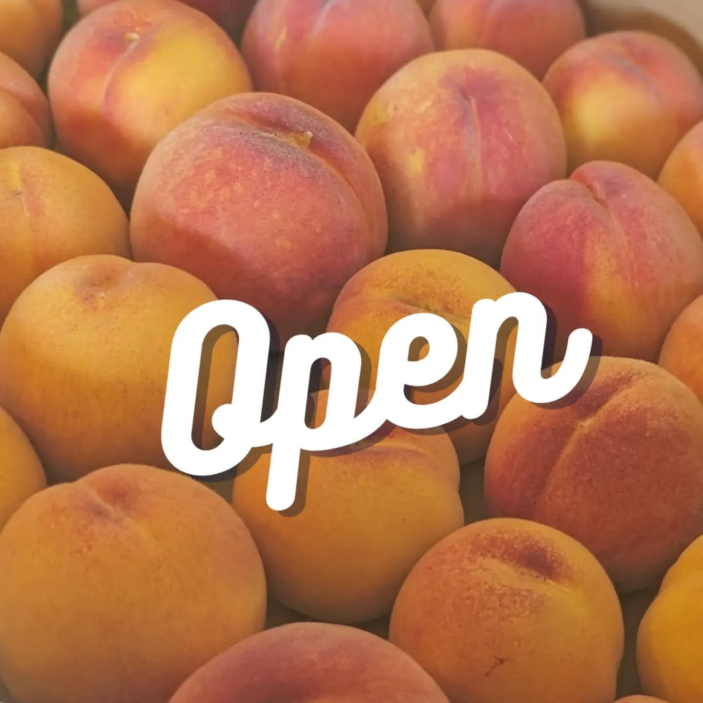 We're open for peach season! We'll be open Monday-Saturday, 9-2 (or until sold out) for the foreseeable future. Early season peaches tend to sell out on a day-to-day basis, so feel free to call ahead to check the status, especially if you're coming i