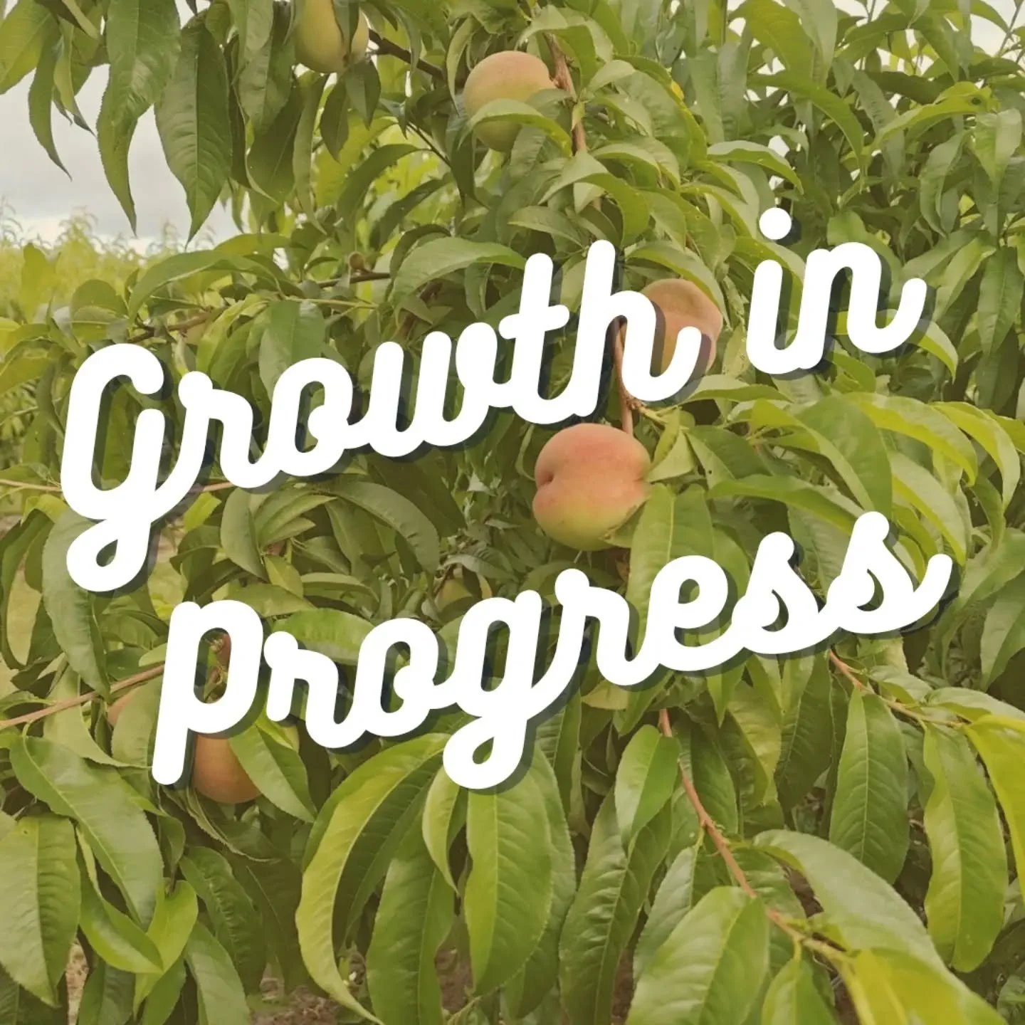 Our Flamin&rsquo; Fury peach variety is ripening ahead of schedule. We could be opening with them any day now! 

As of now, it&rsquo;s looking like our overall supply of peaches will be pretty good. Some new varieties in our younger orchard are loade