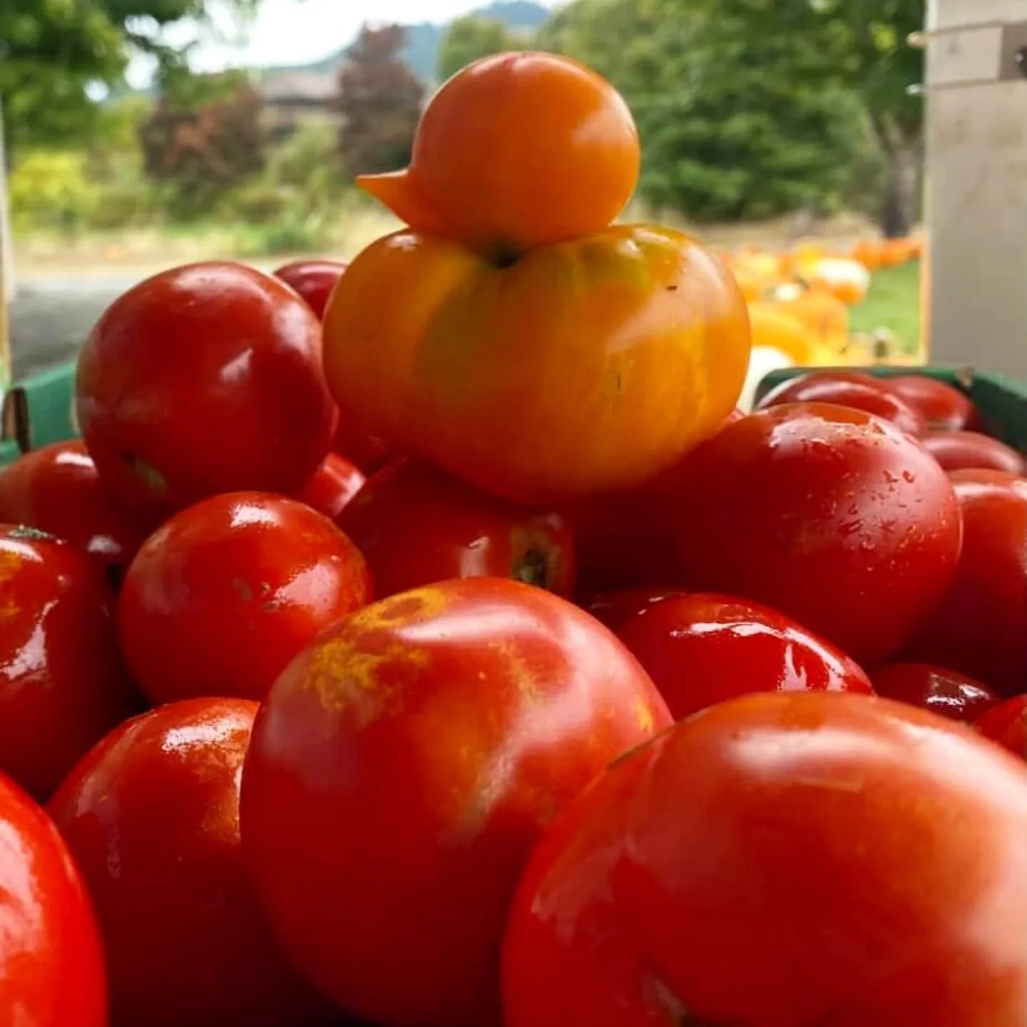 This time of year, picking tomatoes can feel like a treasure hunt, but sometimes&mdash;if you're in luck&mdash;a duck tomato is your reward for patience and persistence. #upicktomatoes #pickyourown