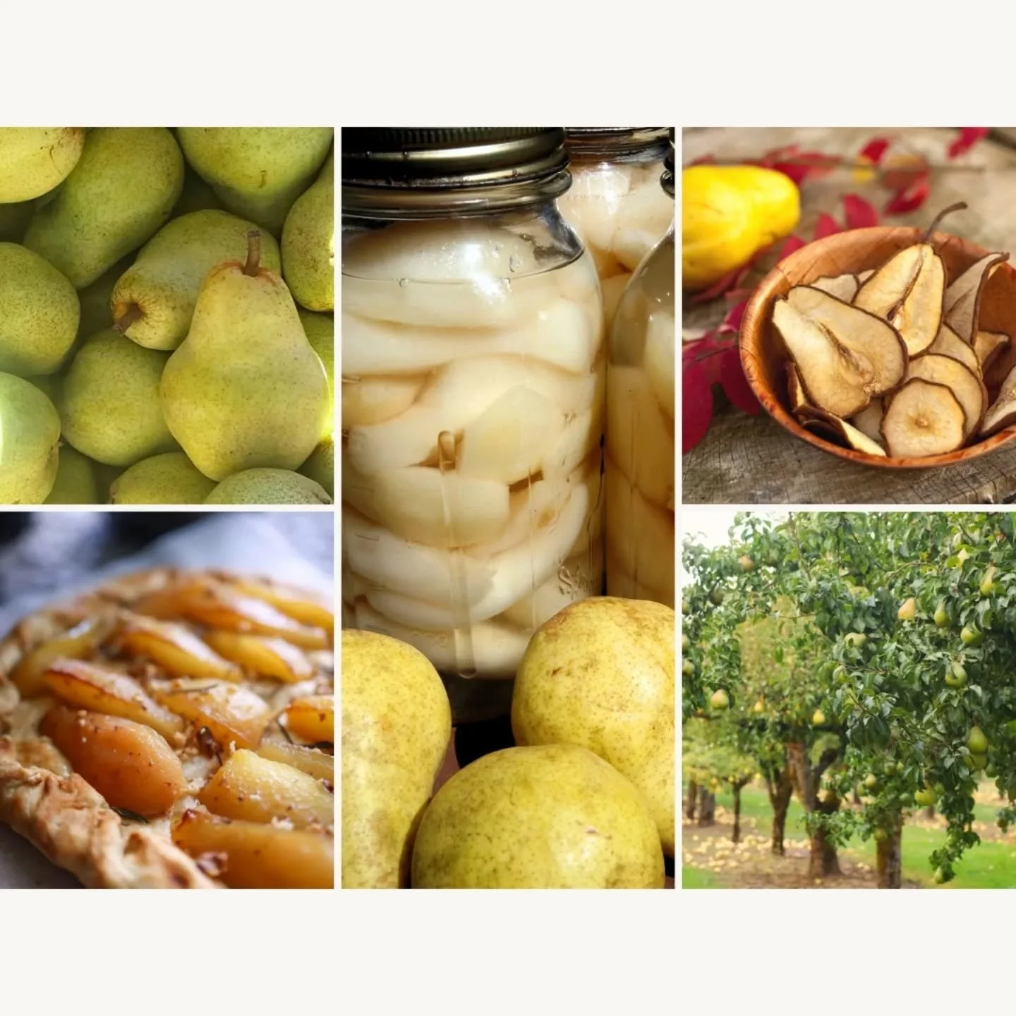 Pears are available for u-pick now, but they don't last long in the orchard. Don't wait! Pick them and preserve that deliciousness to enjoy the whole winter long. They're great dried, canned, juiced and pureed (and then frozen!). Please arrive a half