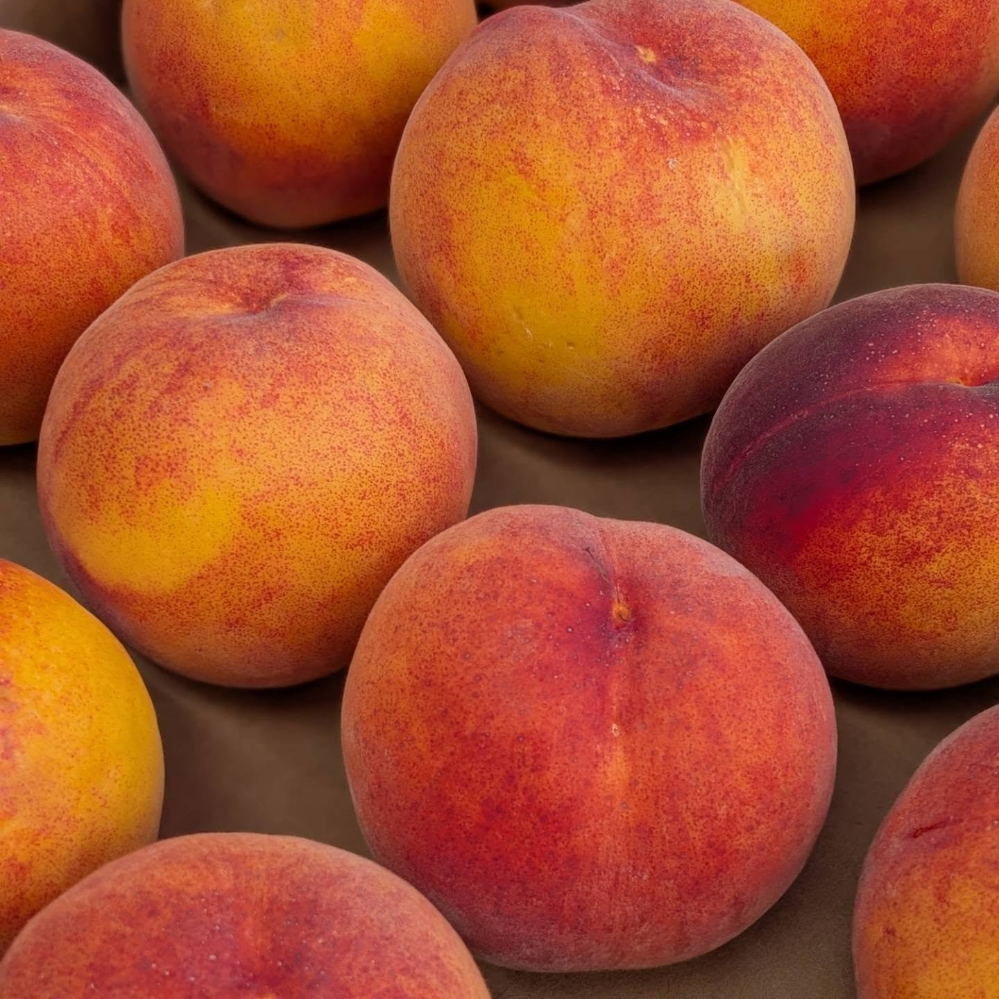 They're baaaaaack...🍑 We're currently harvesting Red Haven and Lucky 13 yellow peaches, though there may only be one variety available at any given time. The forecast for next week: sunny and hot with a rising tide of peaches. The trickle is becomin
