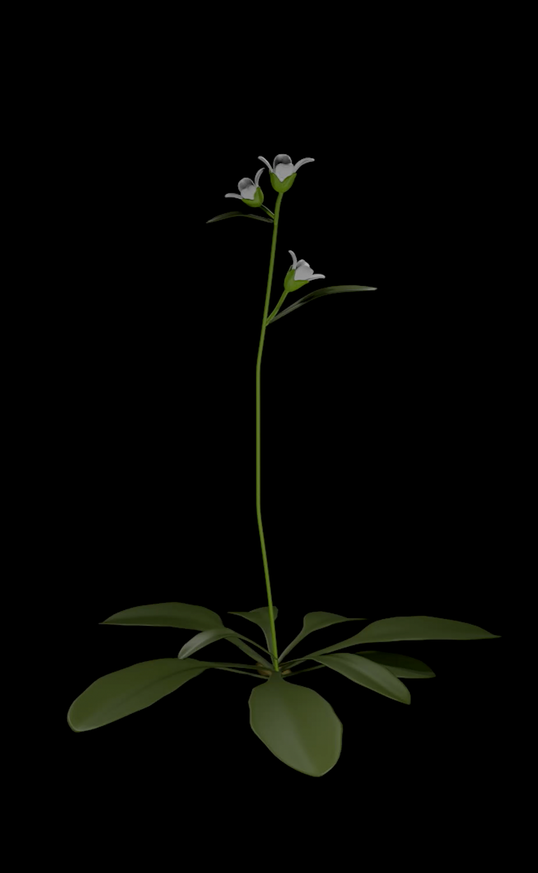 A delicate green plant with long leaves at the base and small white flowers growing along a slender stem, set against a black background.
