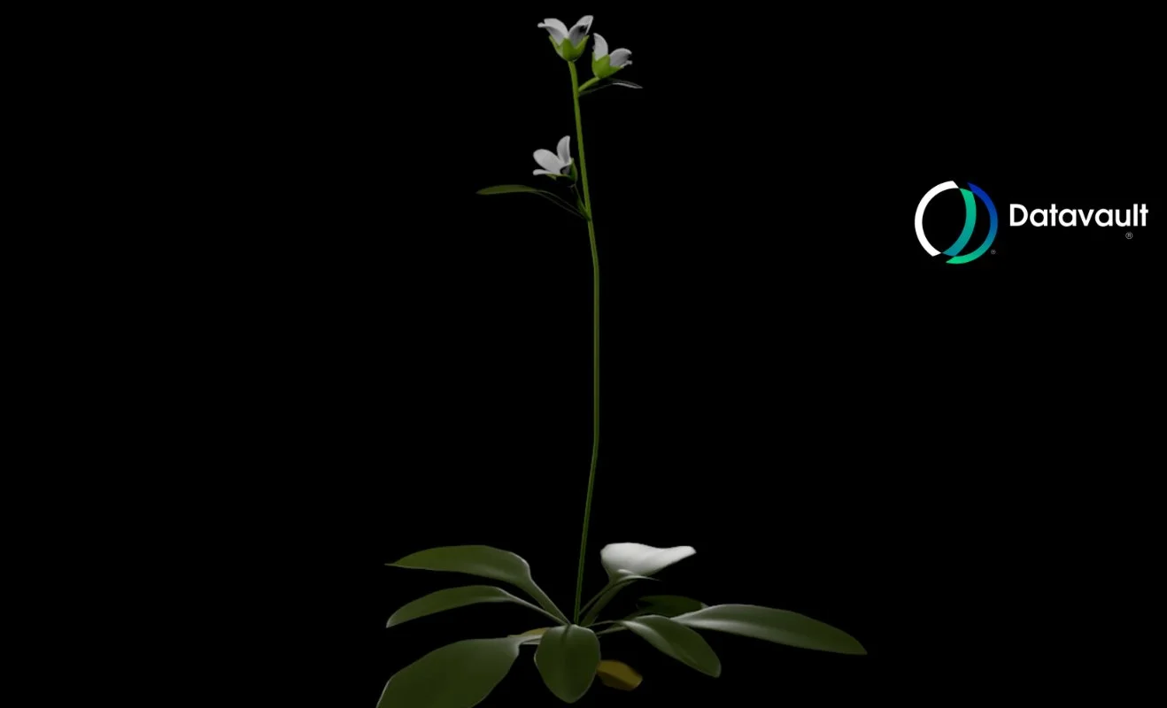 A single white flower with green leaves and stem on a black background, with a Datavault logo in the top right corner.