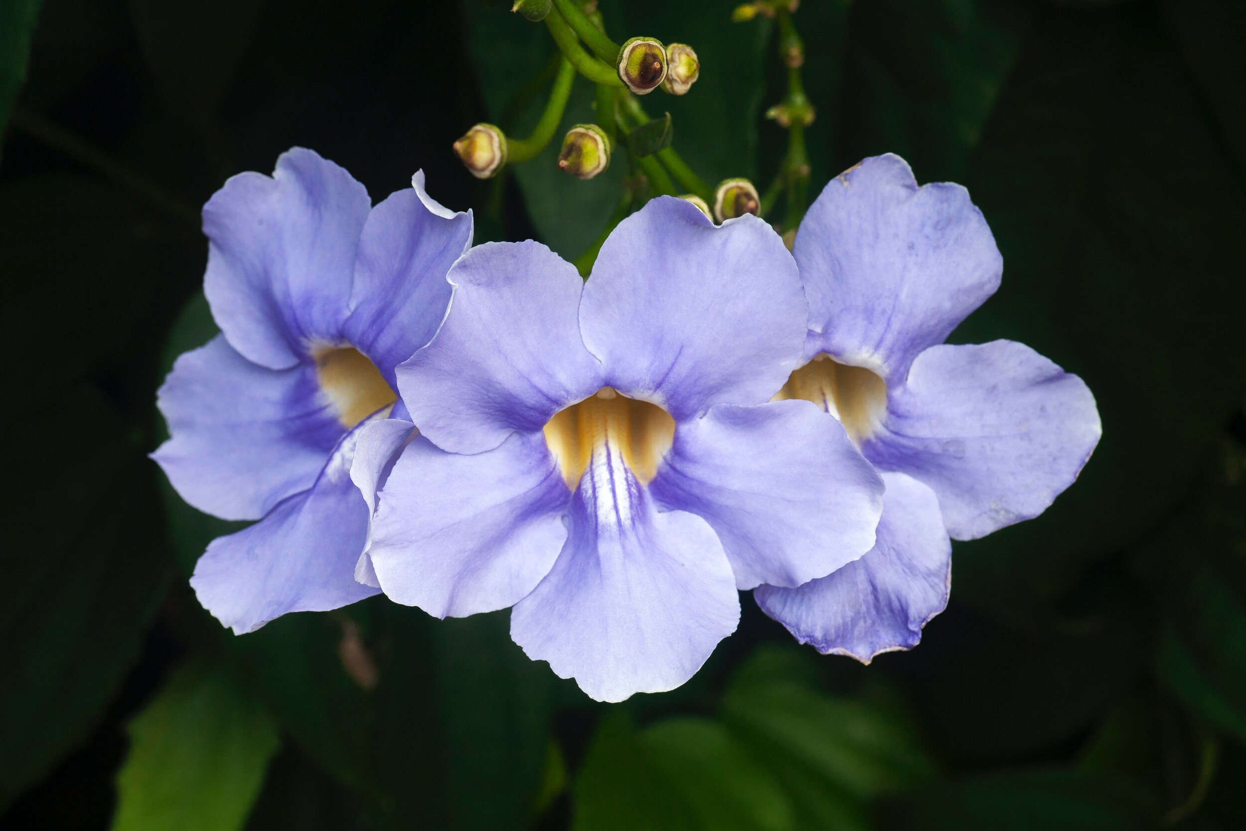 So… what are Regenerative Cultures?