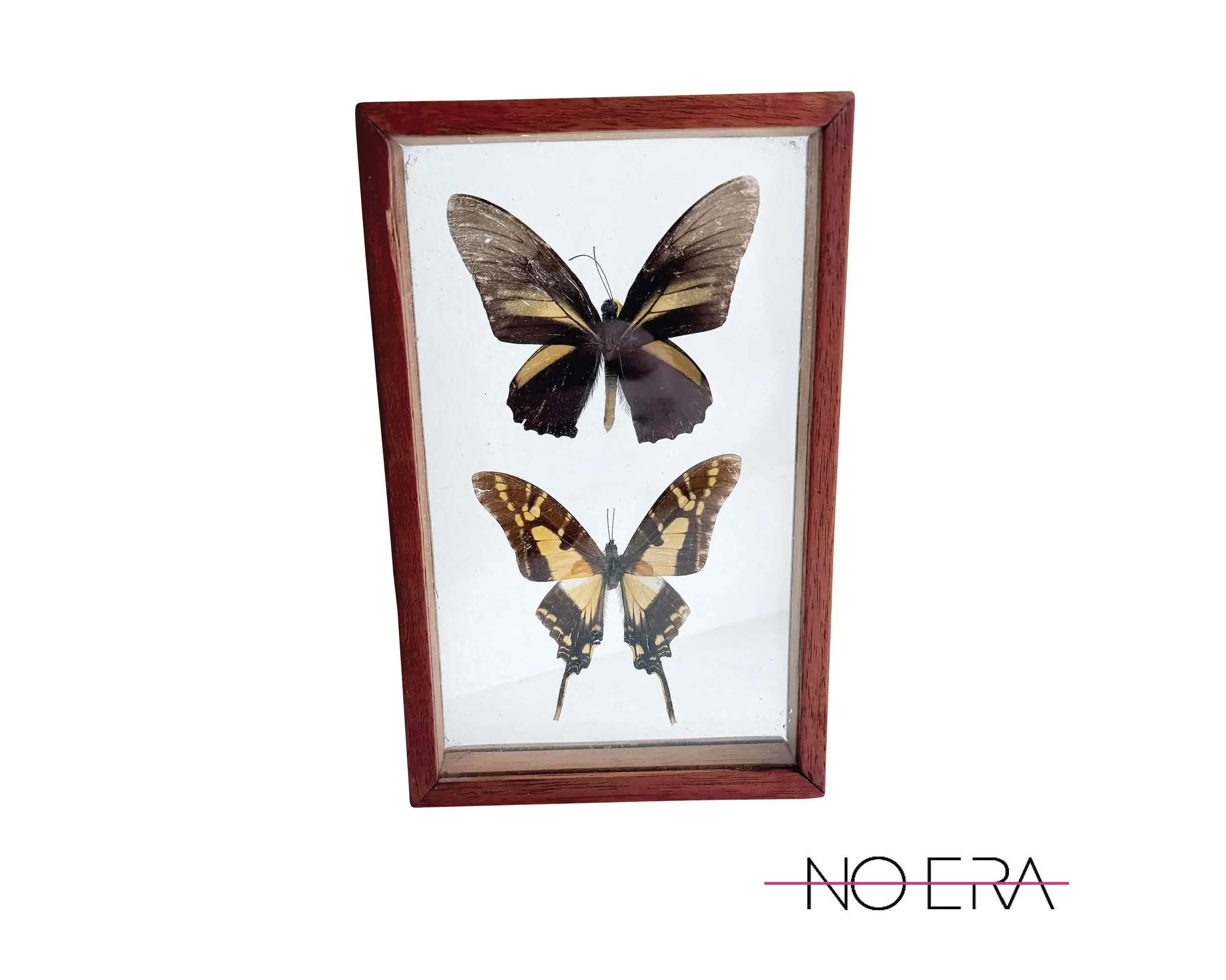 Vintage Mid-Century Framed Buttefrly Specimen Art, 1960s