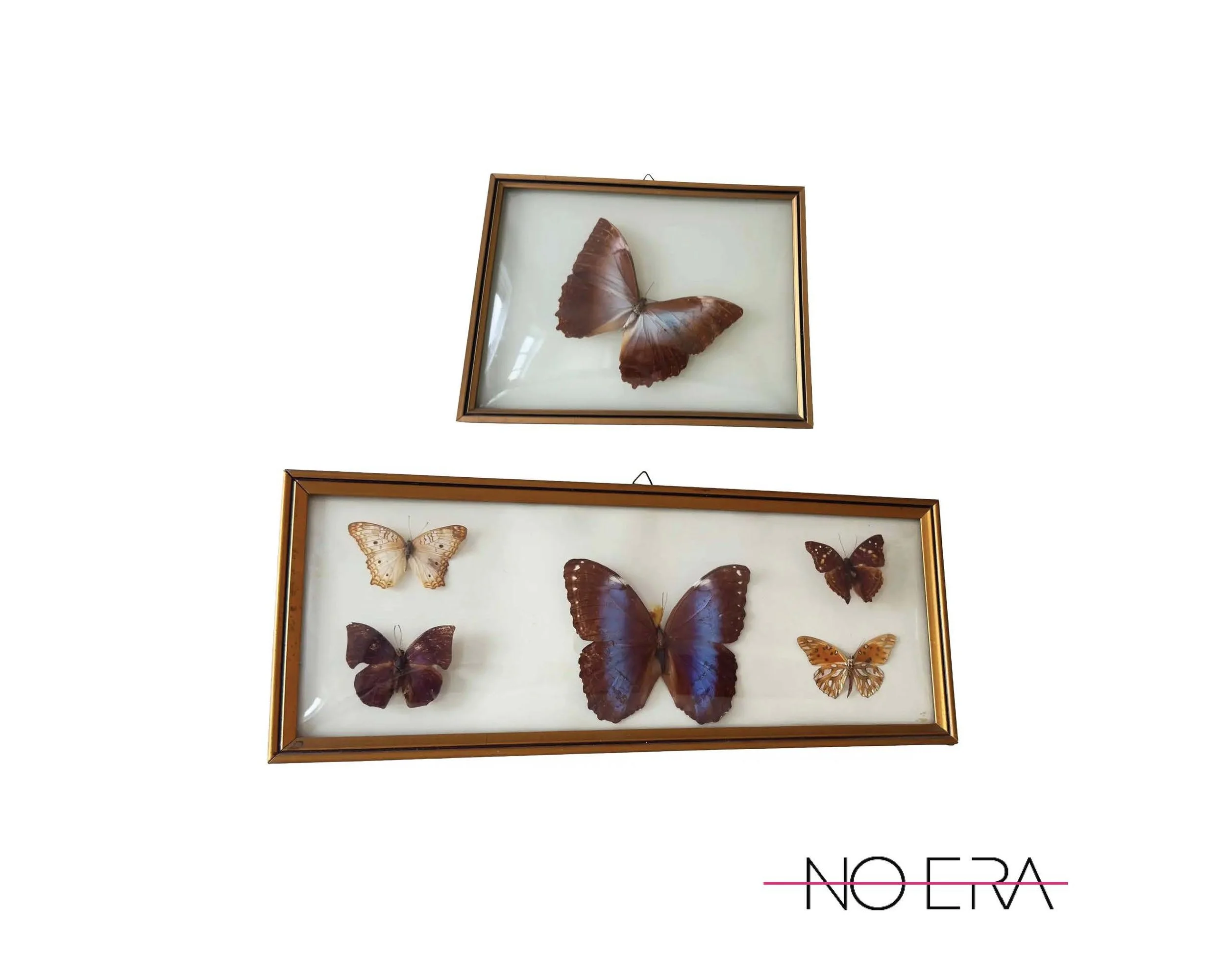 Vintage 1970s Framed Morpho Butterfly Specimens, Pair