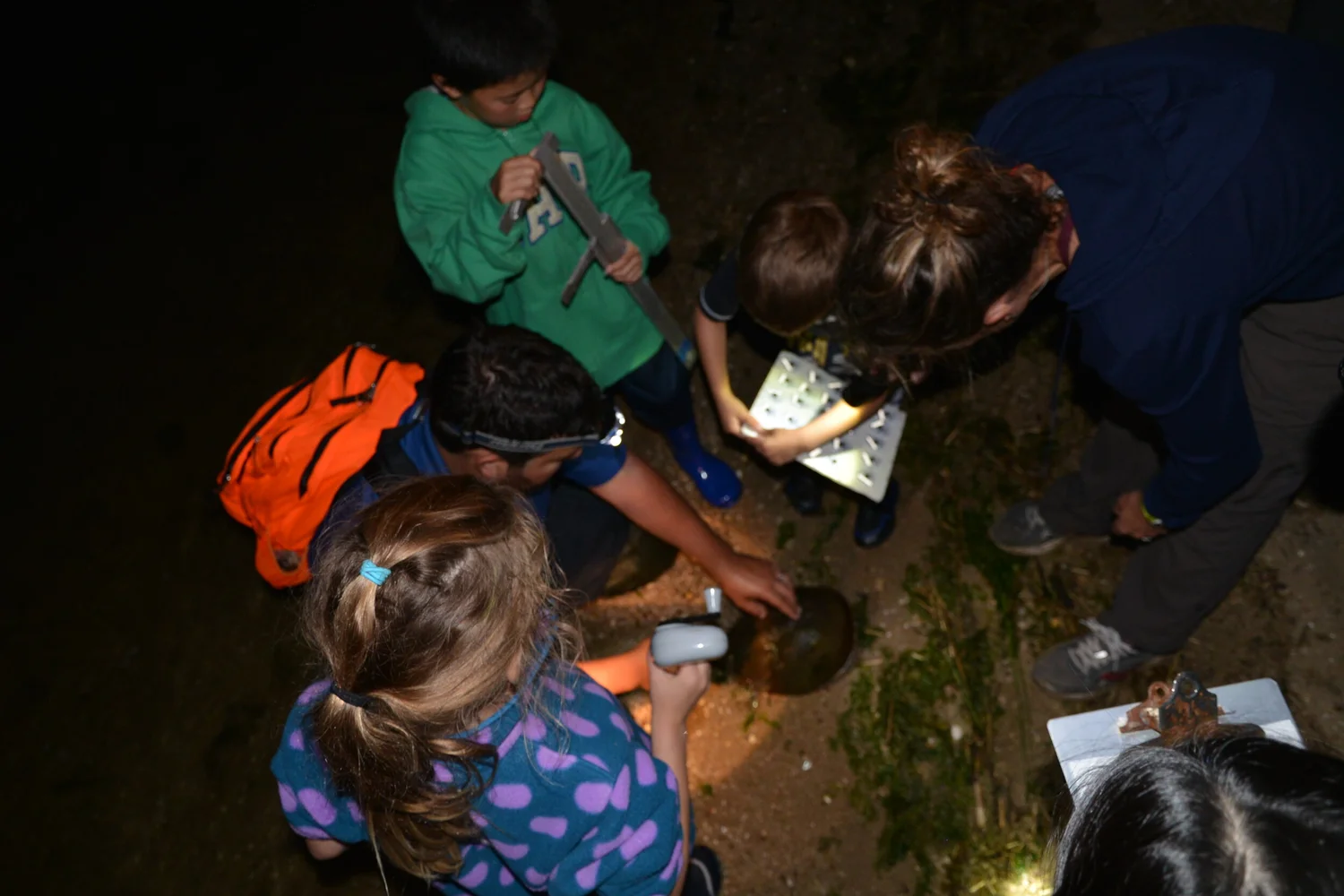 Horseshoe crab conservation program