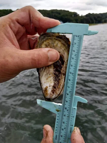 Oyster Gardening with Friends and Family — The WaterFront Center