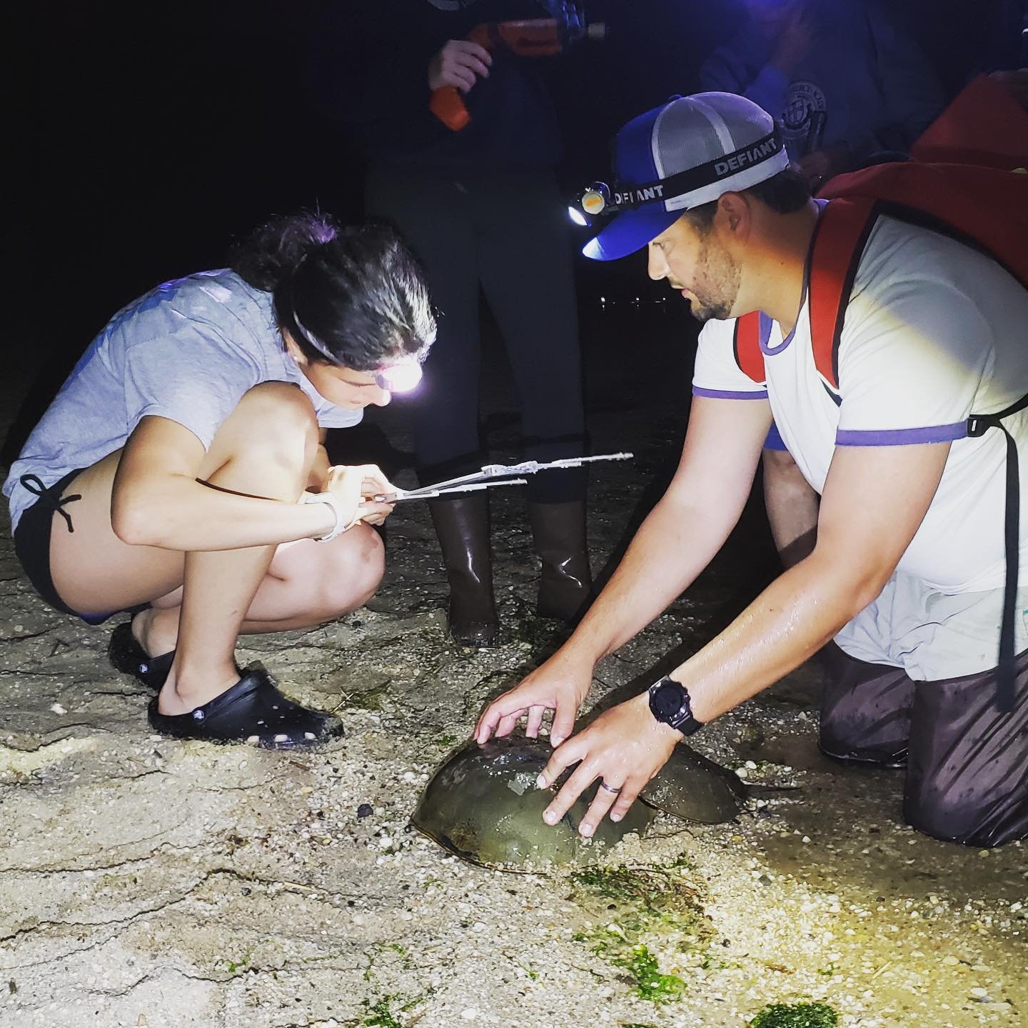 horseshoe crab 5.jpg