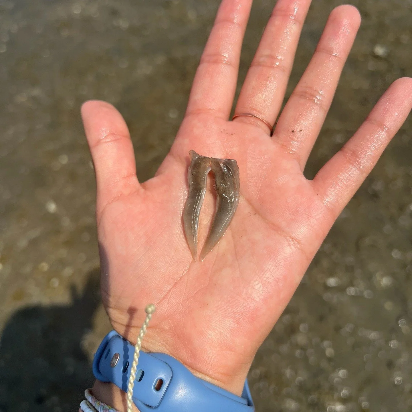 🦑 Critter Corner: What IS this?!
Spotted at the Western Waterfront in Oyster Bay—this tiny, translucent creature has us scratching our heads. Squid? Jellyfish? Something else entirely?
👀 Drop your guesses in the comments!
💬 Have you seen on