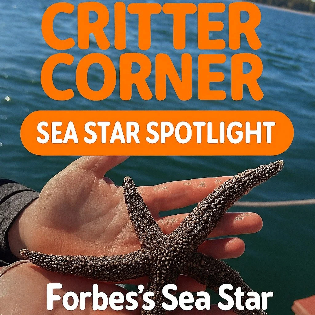 Critter Corner: Sea Star Spotlight! 🧡
This week, we’re diving into the deep (well, not too deep) with a stunning find from Oyster Bay’s Western Waterfront—a Forbes’s Sea Star (Asterias forbesi), spotted during a recent marin