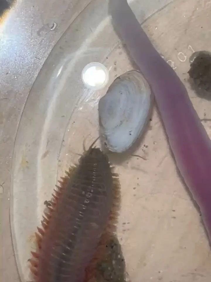 🌎 Happy Earth Day from The WaterFront Center

There&rsquo;s so much life just beneath the surface of Oyster Bay.

From a clam worm and tiny soft shell clam in the mud, to grass shrimp foraging near a mud snail, each small creature plays an important