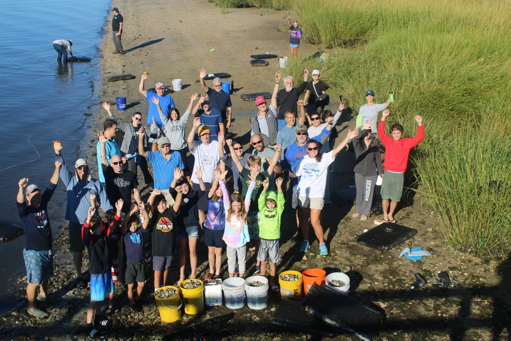 Community shellfish gardening with The WaterFront Center