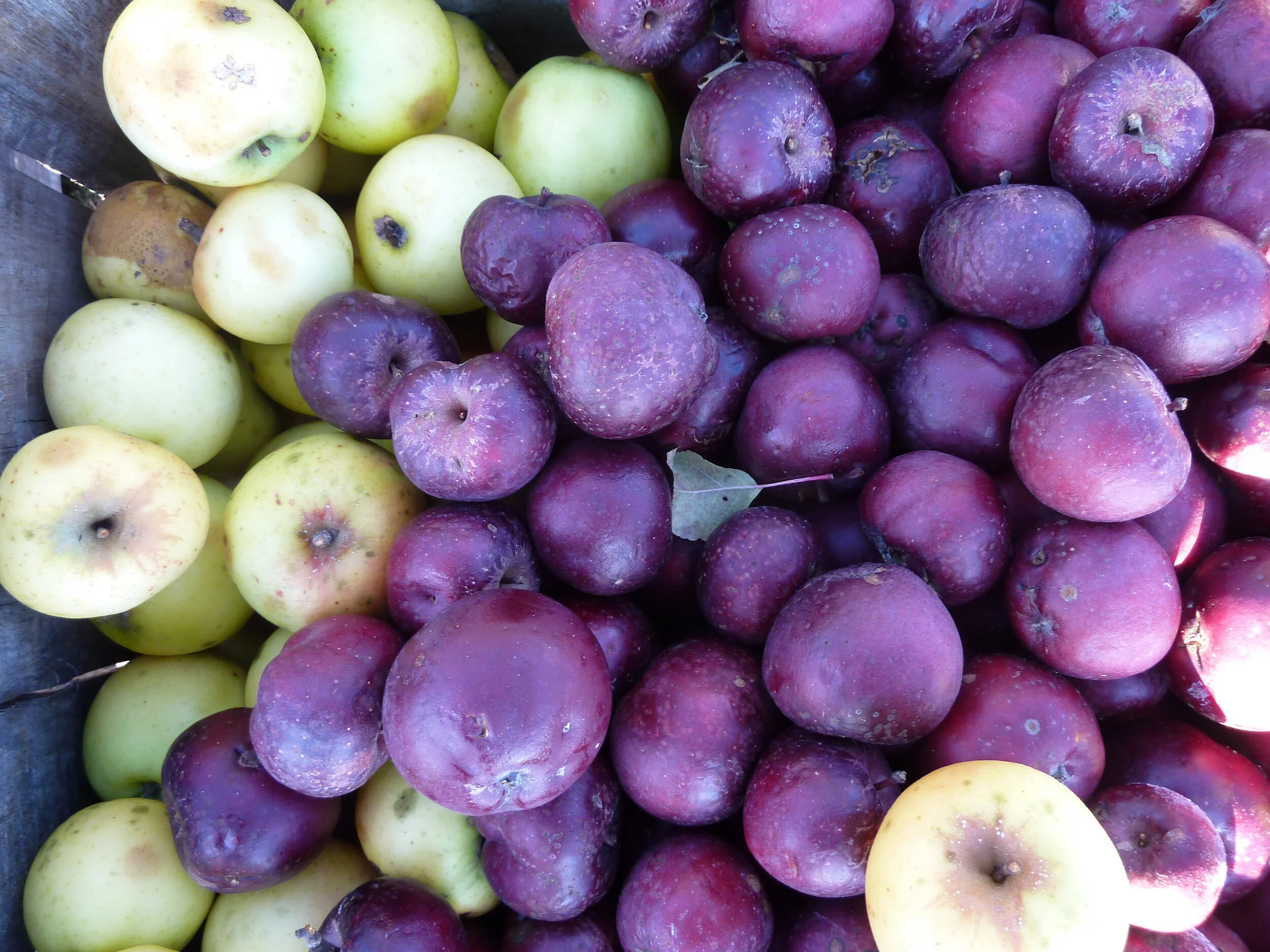 About Us Flag Hill Farm