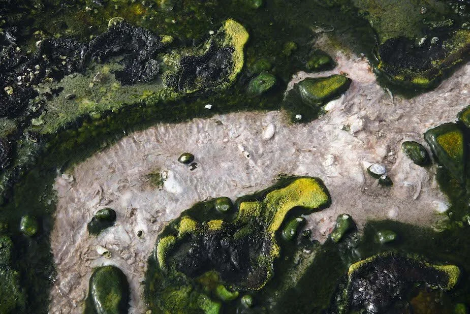 extremophiles-resized.jpg