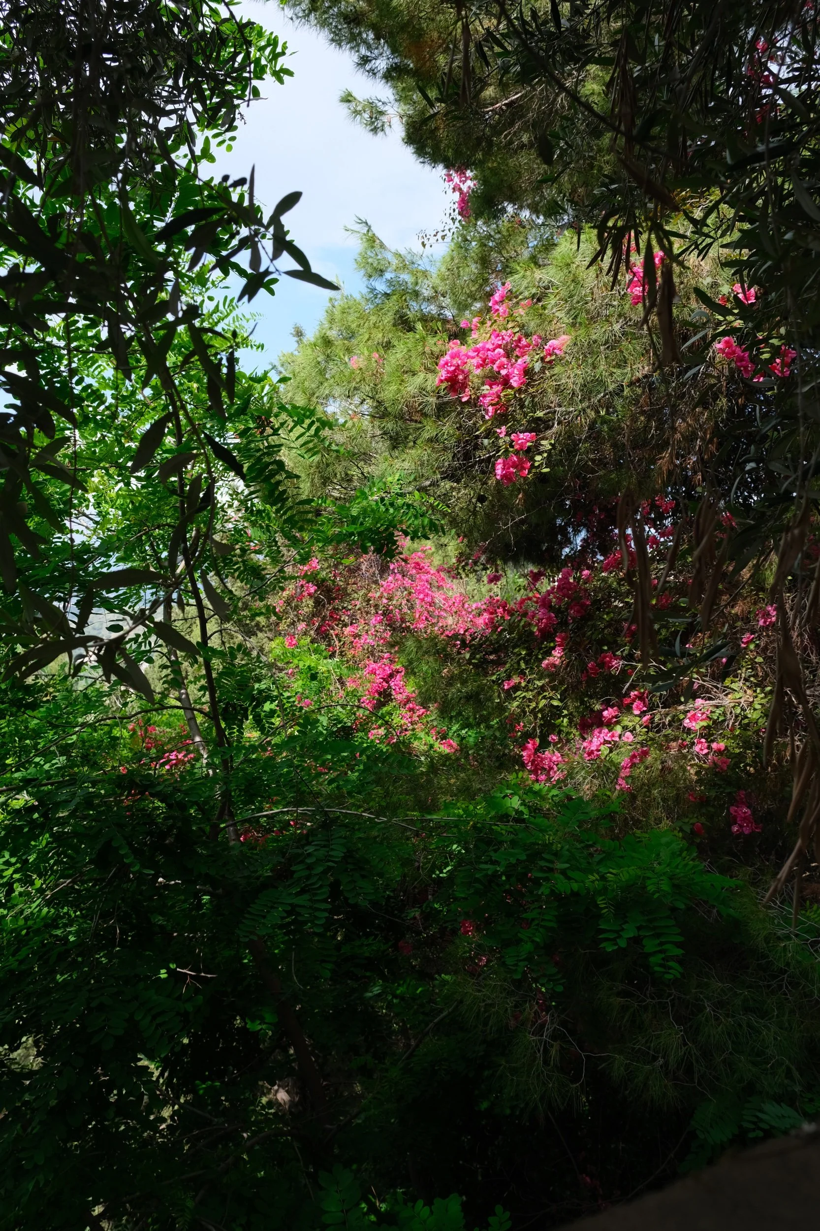 95914C75-952B-45EA-9A49-DEF40B554CB4-39624-00000B9266AC7E4C.jpeg