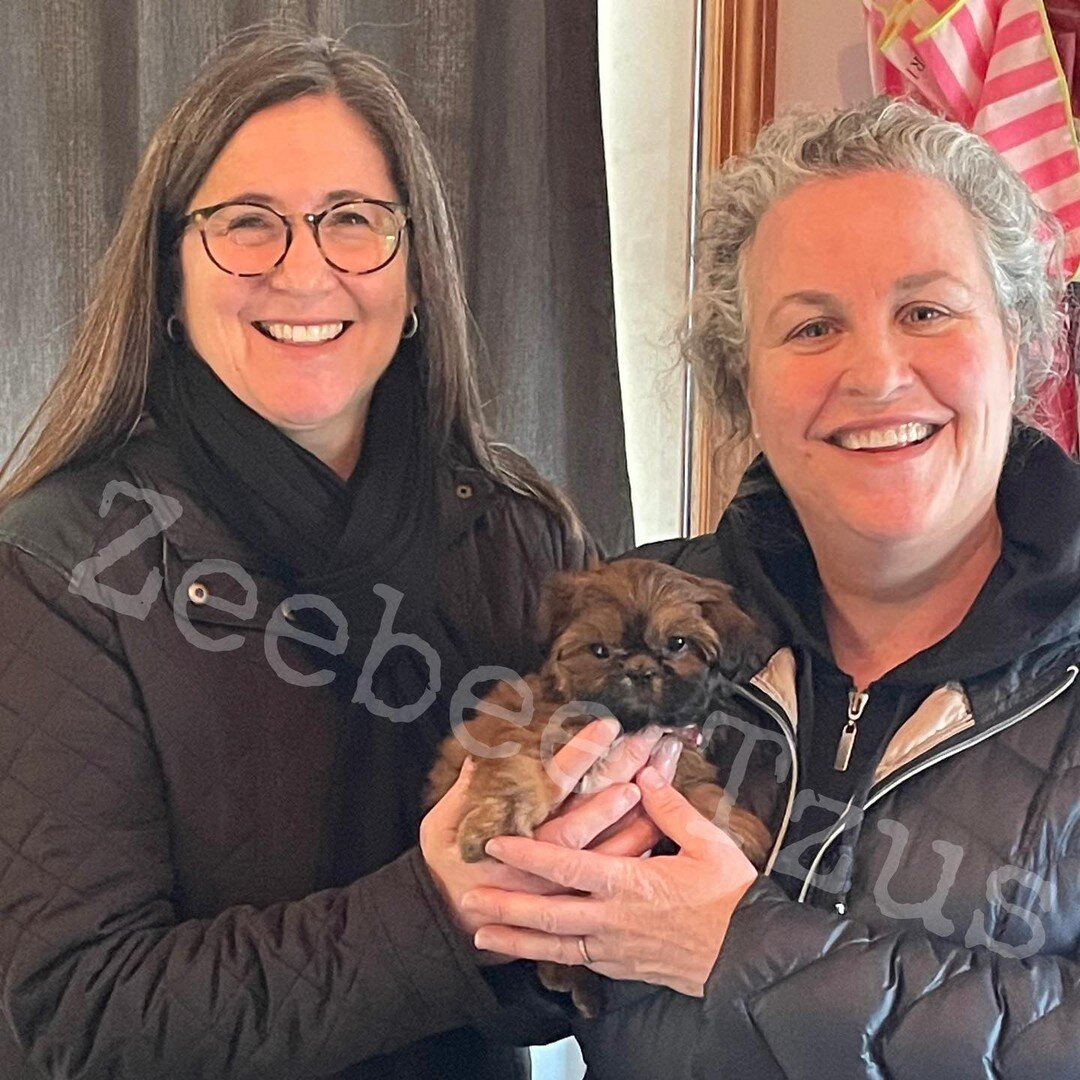 Sadie left yesterday afternoon with her new mommies! She joins Sophie who is also a Wilma baby! They were so excited to get Sophie a sister!

#zeebeetzus #homeraisedpuppies #gooddogbreeder #AKCregistered #ilovepuppies #puppy #shihtzus #akcshihtzu #pa