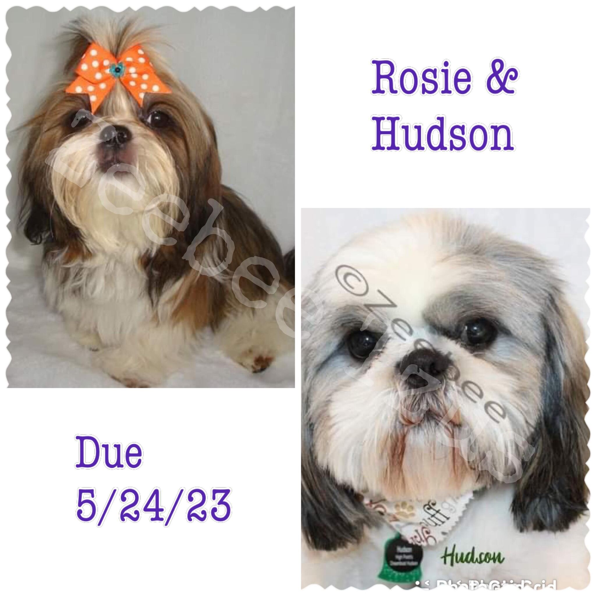 We are just under 2 weeks away from Rosie's litter with our new boy, Hudson, being his first litter as well. All pups will be partis and mid standard in size ranging from 10-14 pounds. First party pick for a girl and boy are taken. PM FOR INFO - NO A